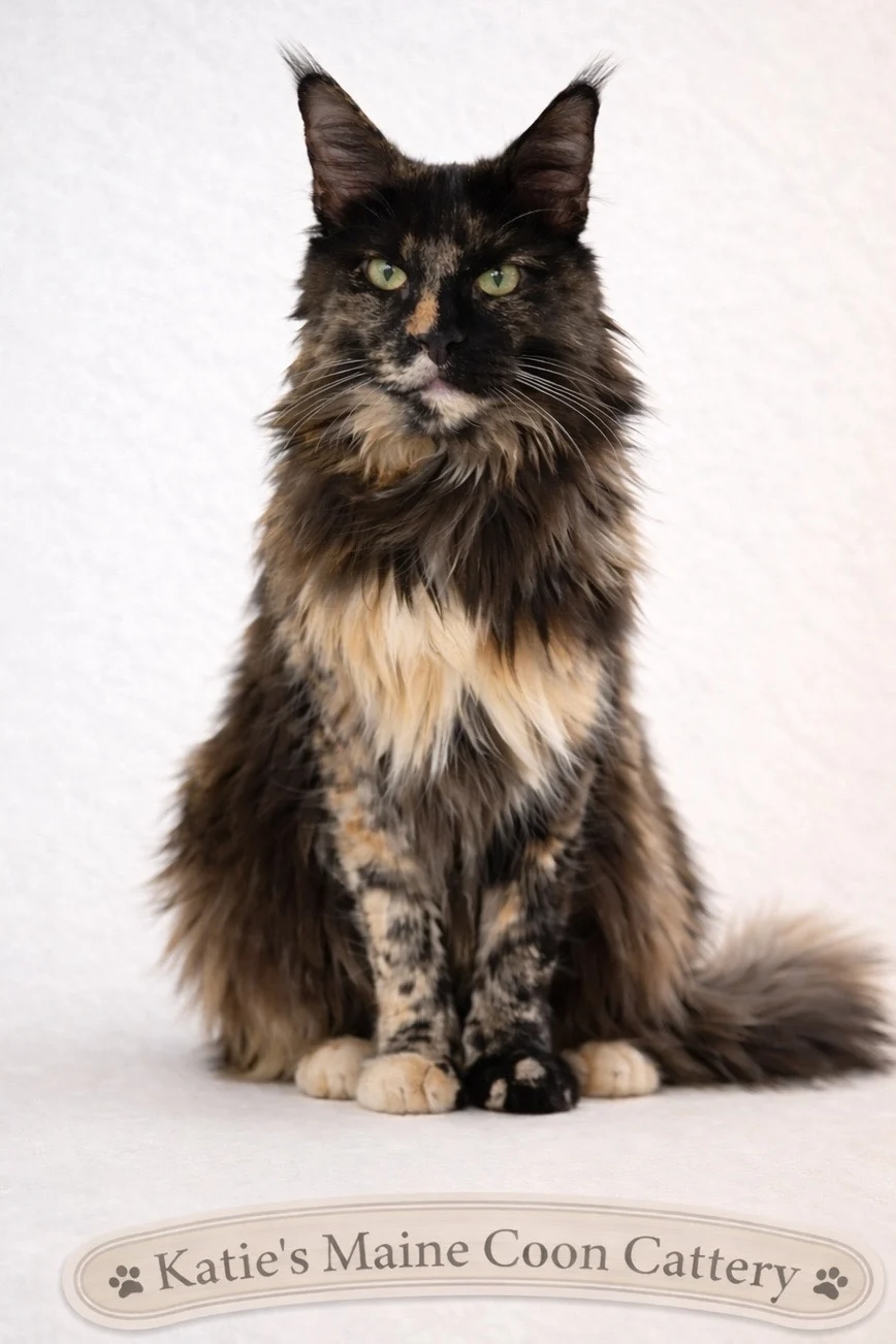 20DBBA7D-9EB0-4FB5-A707-541C54883106 | Katie's Maine Coon Cattery
