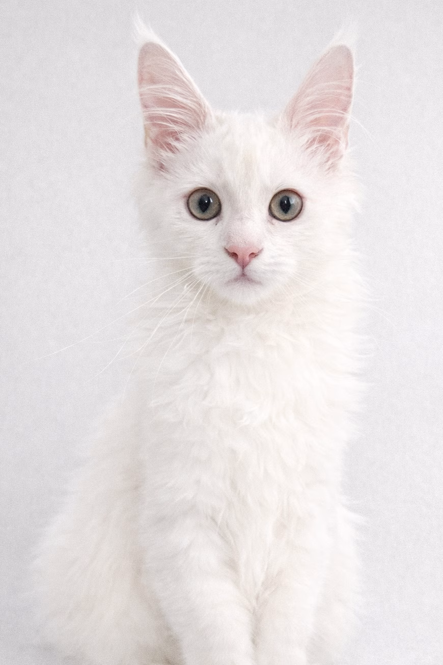 92671FD6-EE58-472F-A553-3F3BC58625D3 | Katie's Maine Coon Cattery