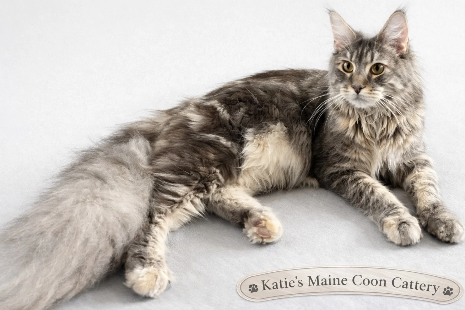 9AAC36DE-8895-42CE-9E05-E61CAC9396A7 | Katie's Maine Coon Cattery