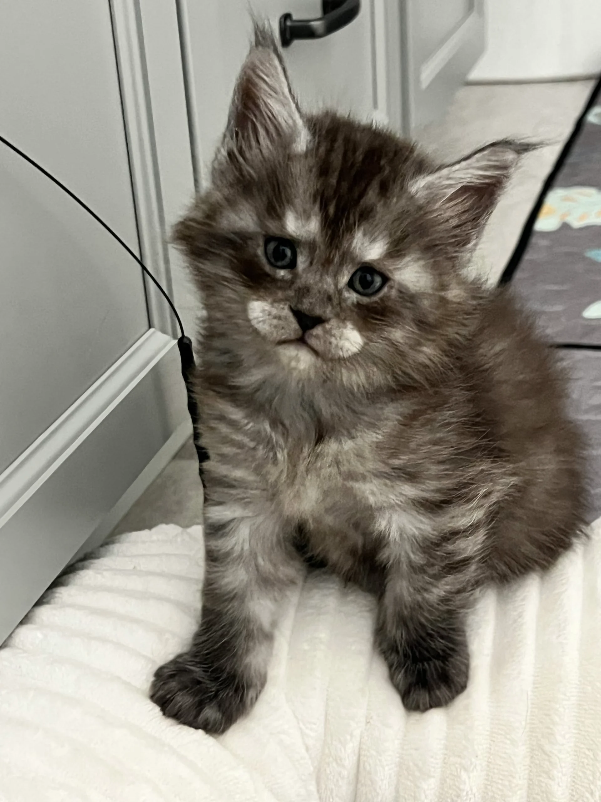 Thomas | Katie's Maine Coon Cattery