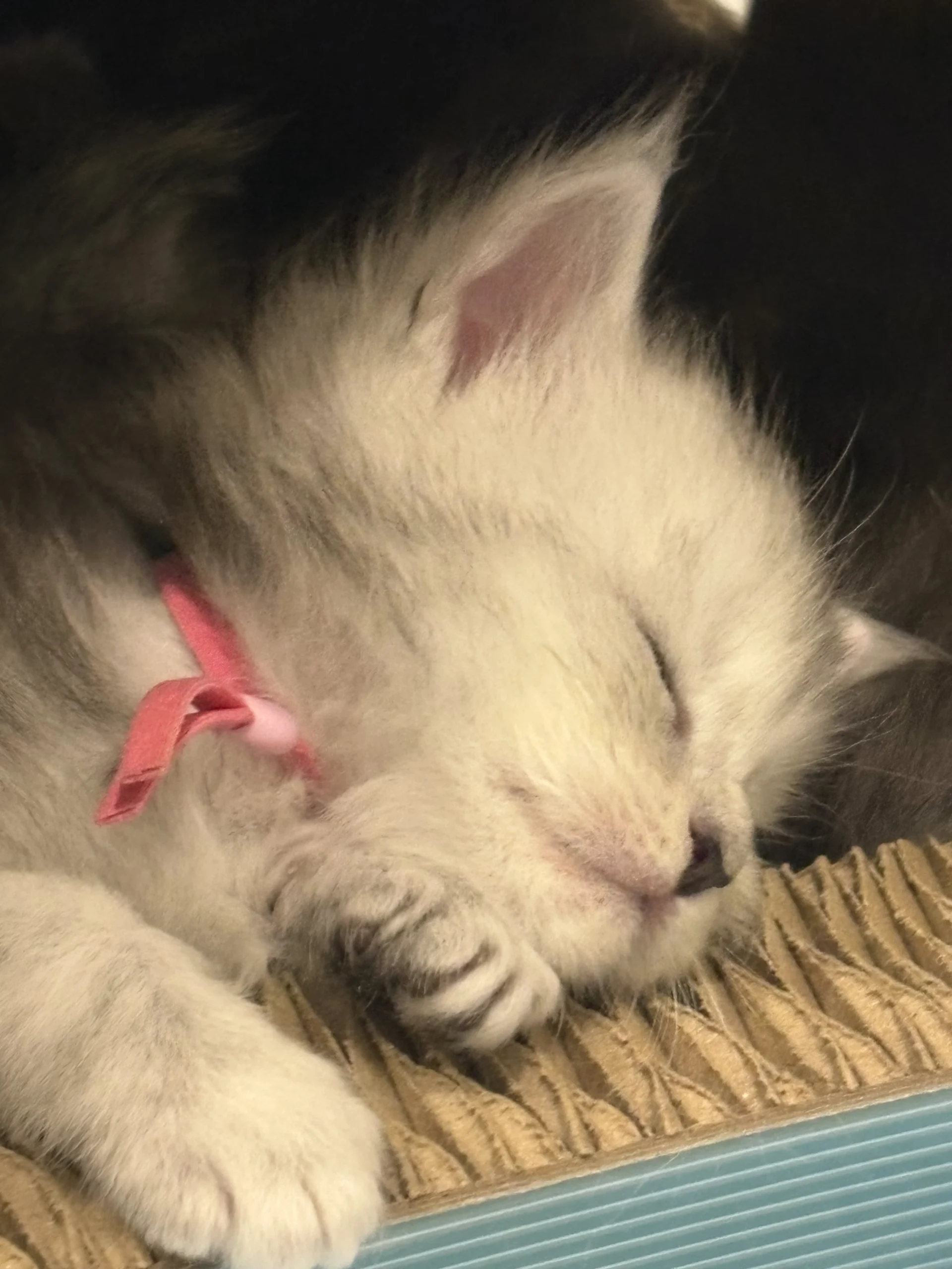 IMG_2226 | Katie's Maine Coon Cattery