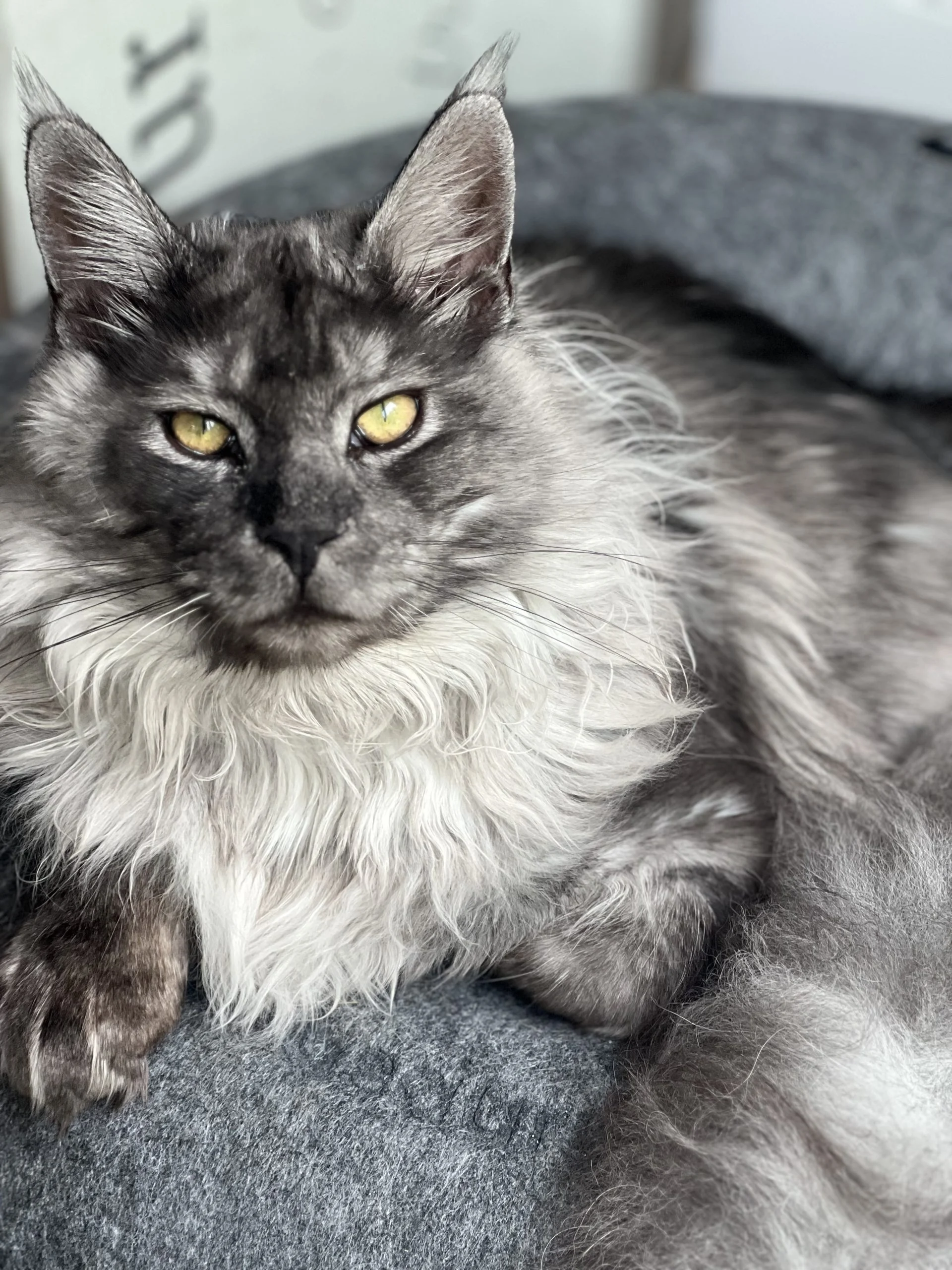 IMG_2443 | Katie's Maine Coon Cattery
