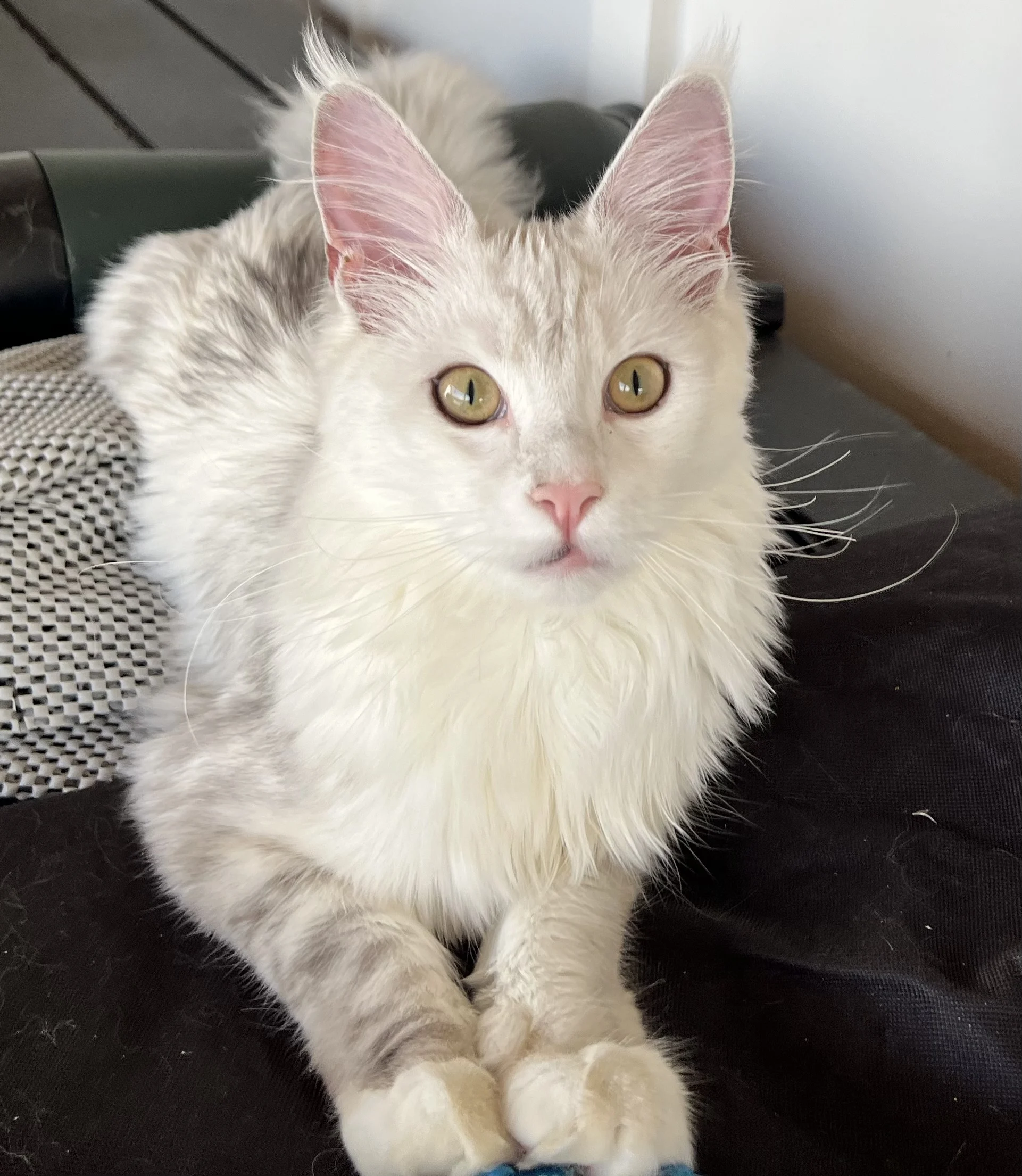 IMG_5555 | Katie's Maine Coon Cattery