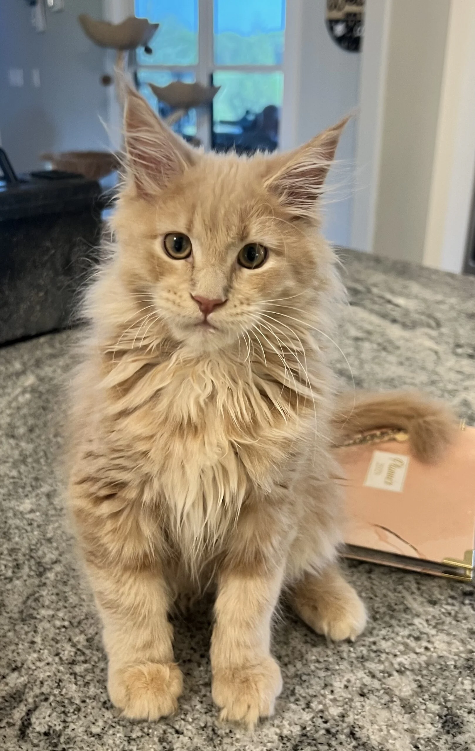 IMG_5657 | Katie's Maine Coon Cattery