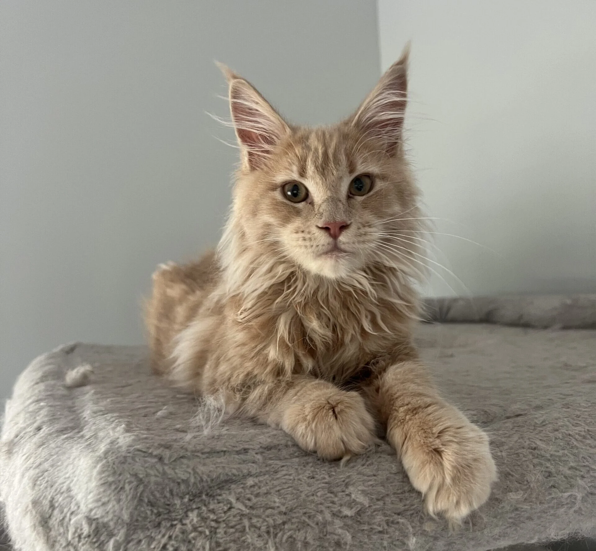 IMG_5758 | Katie's Maine Coon Cattery