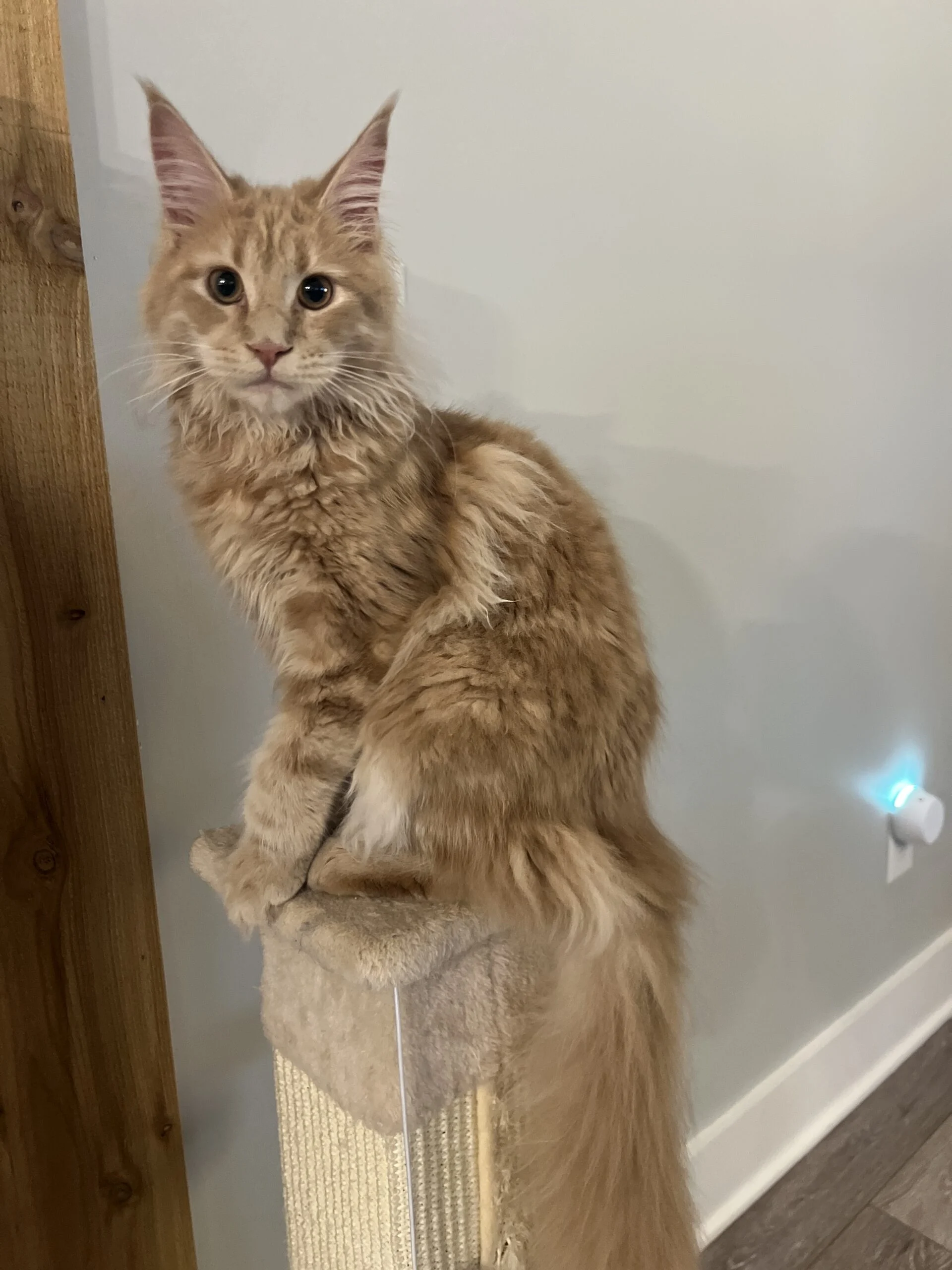 IMG_6390 | Katie's Maine Coon Cattery