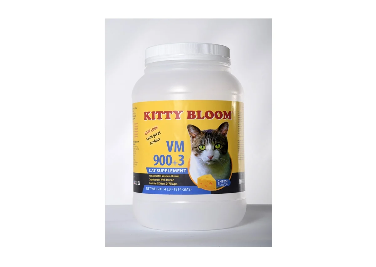 Kitty Bloom | Katie's Maine Coon Cattery