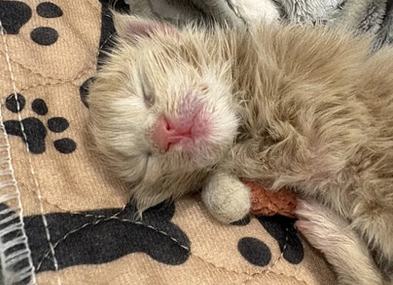 cat-article-1 | Katie's Maine Coon Cattery