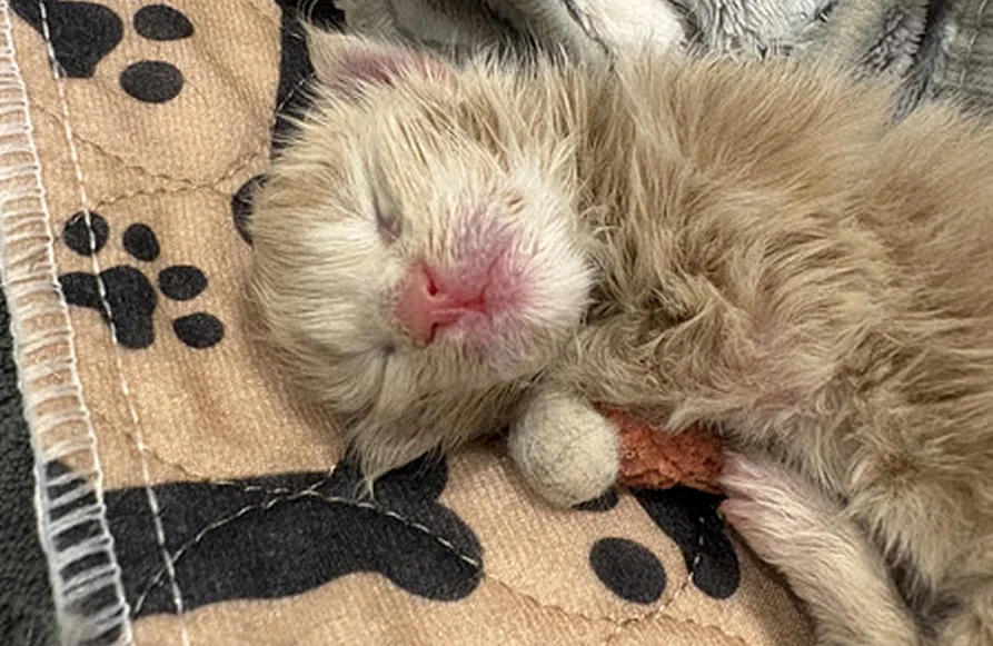 cat-article-1 | Katie's Maine Coon Cattery