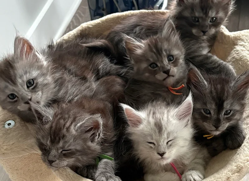 cat-article-3 | Katie's Maine Coon Cattery