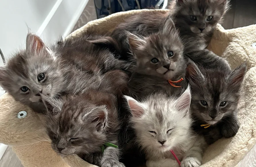 cat-article-3 | Katie's Maine Coon Cattery