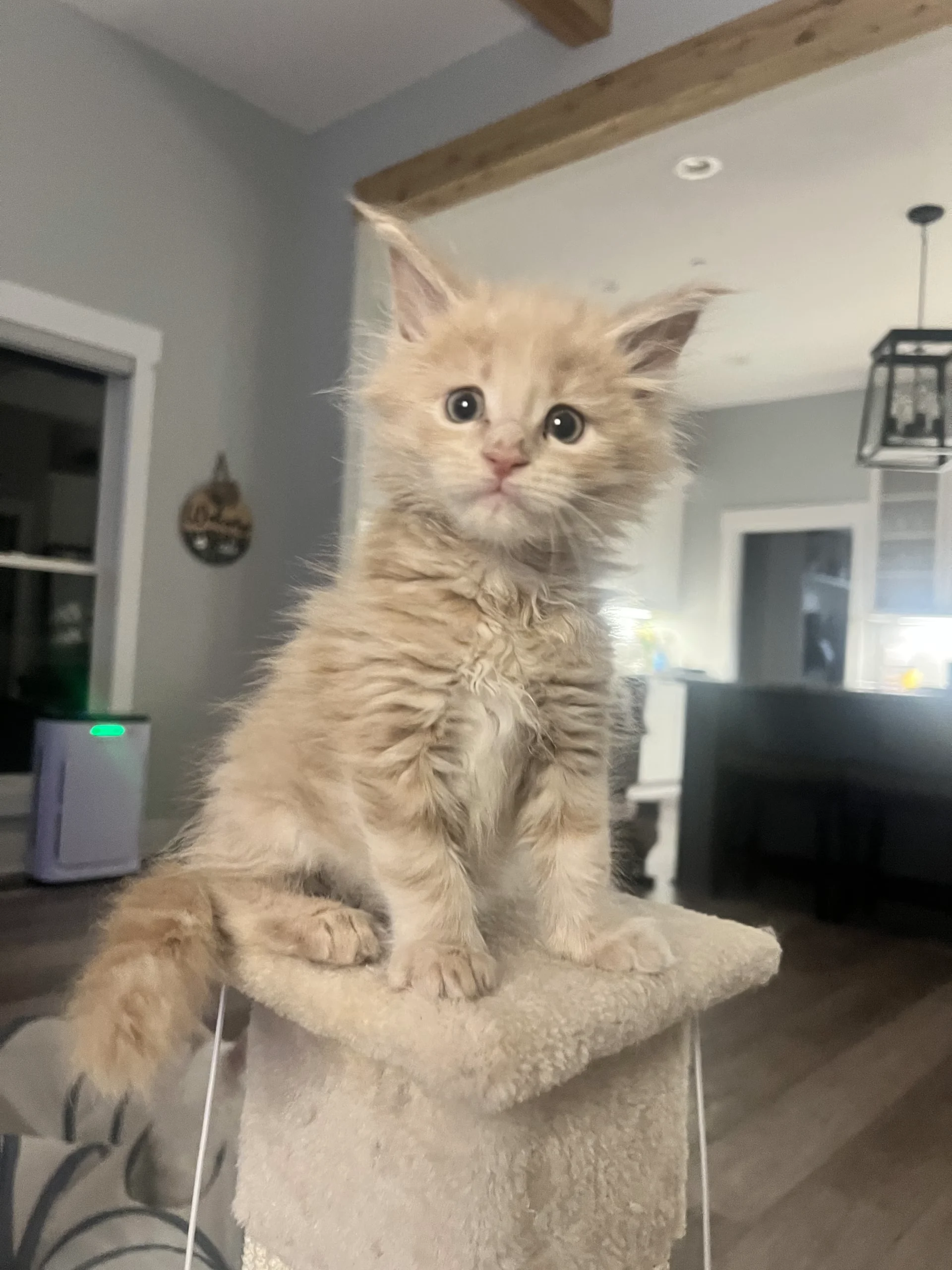 Stella | Katie's Maine Coon Cattery