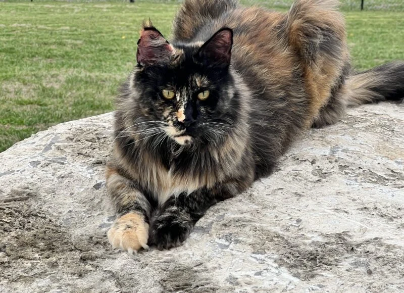 IMG_5378 | Katie's Maine Coon Cattery