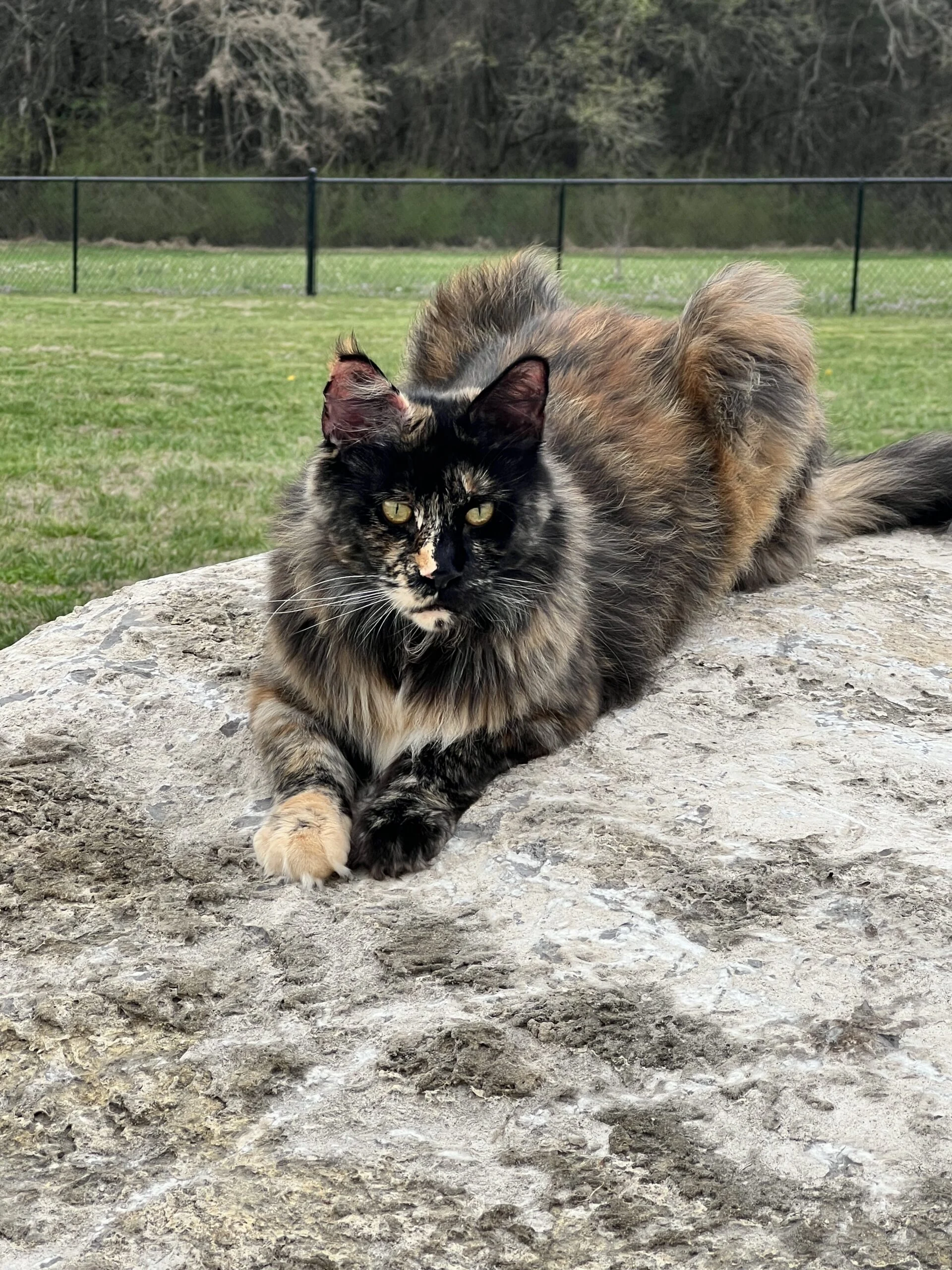 IMG_5378 | Katie's Maine Coon Cattery