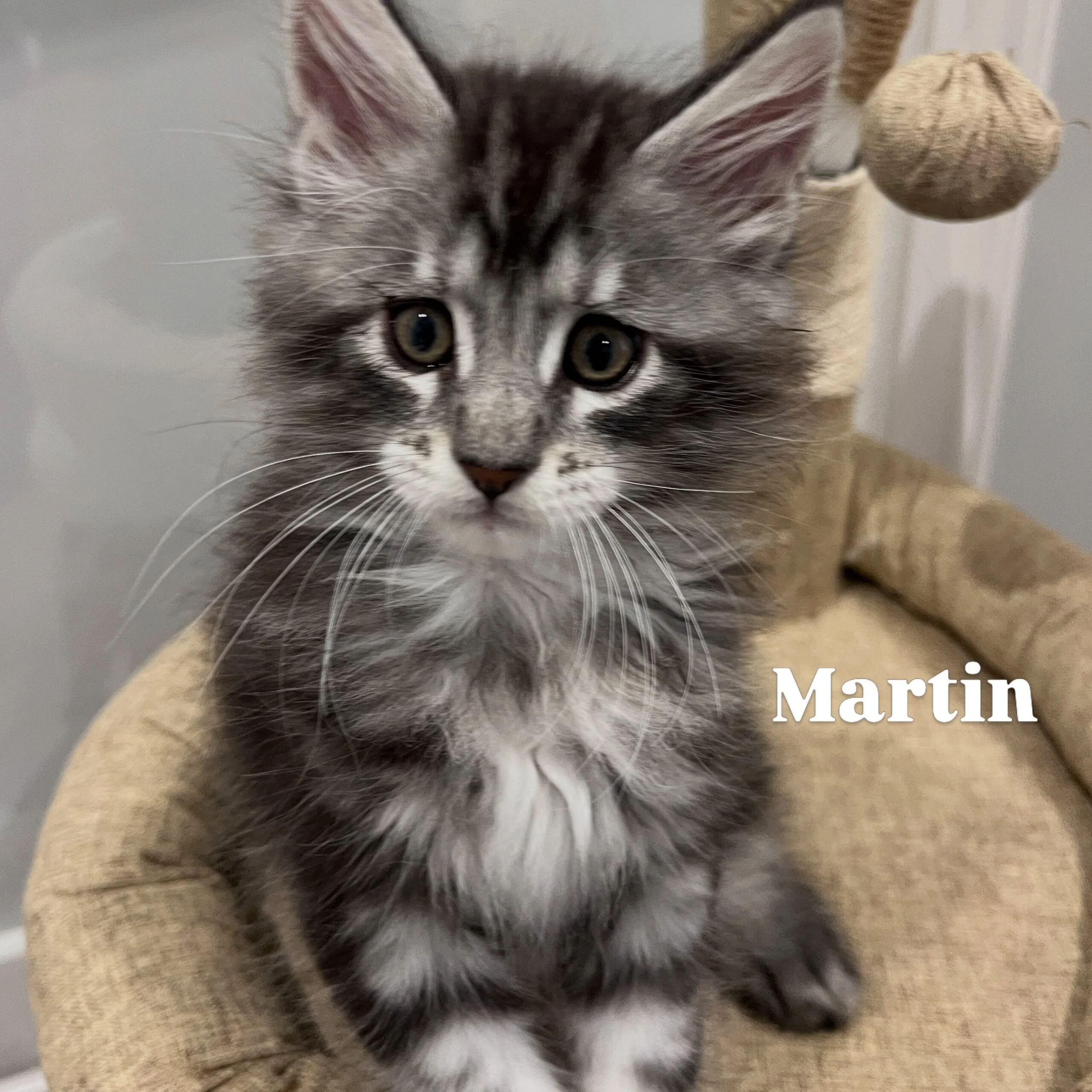 122F5E6B-B60A-4C14-8D72-382F8D6083A2 | Katie's Maine Coon Cattery