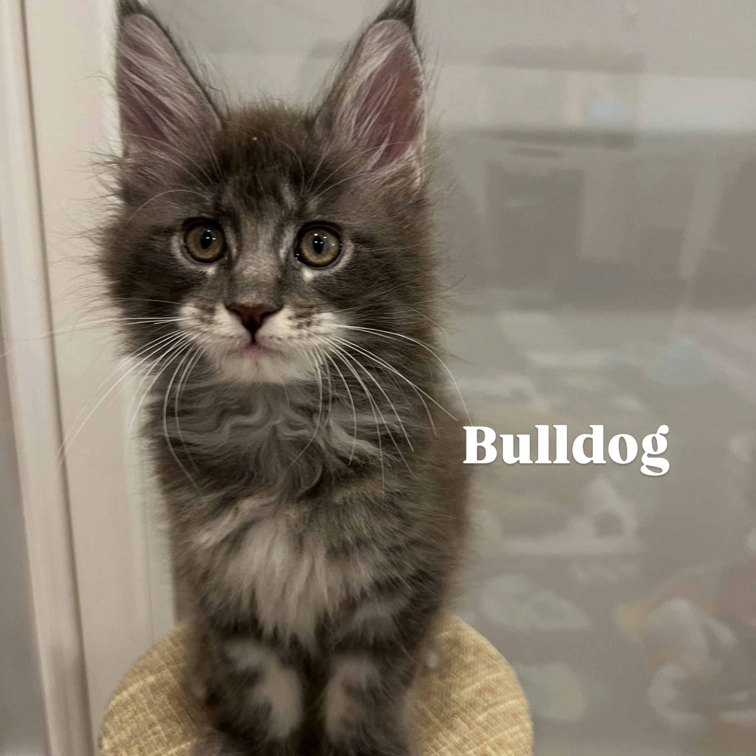 84071E5F-A021-499C-BD6D-681C298FF351 | Katie's Maine Coon Cattery