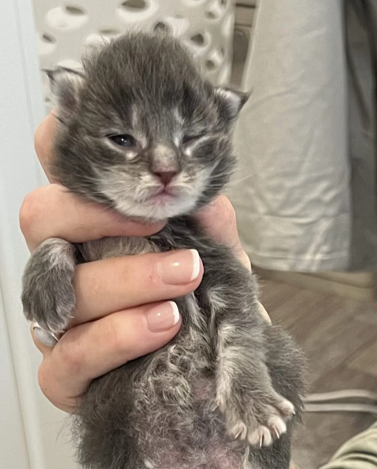 Bulldog | Katie's Maine Coon Cattery