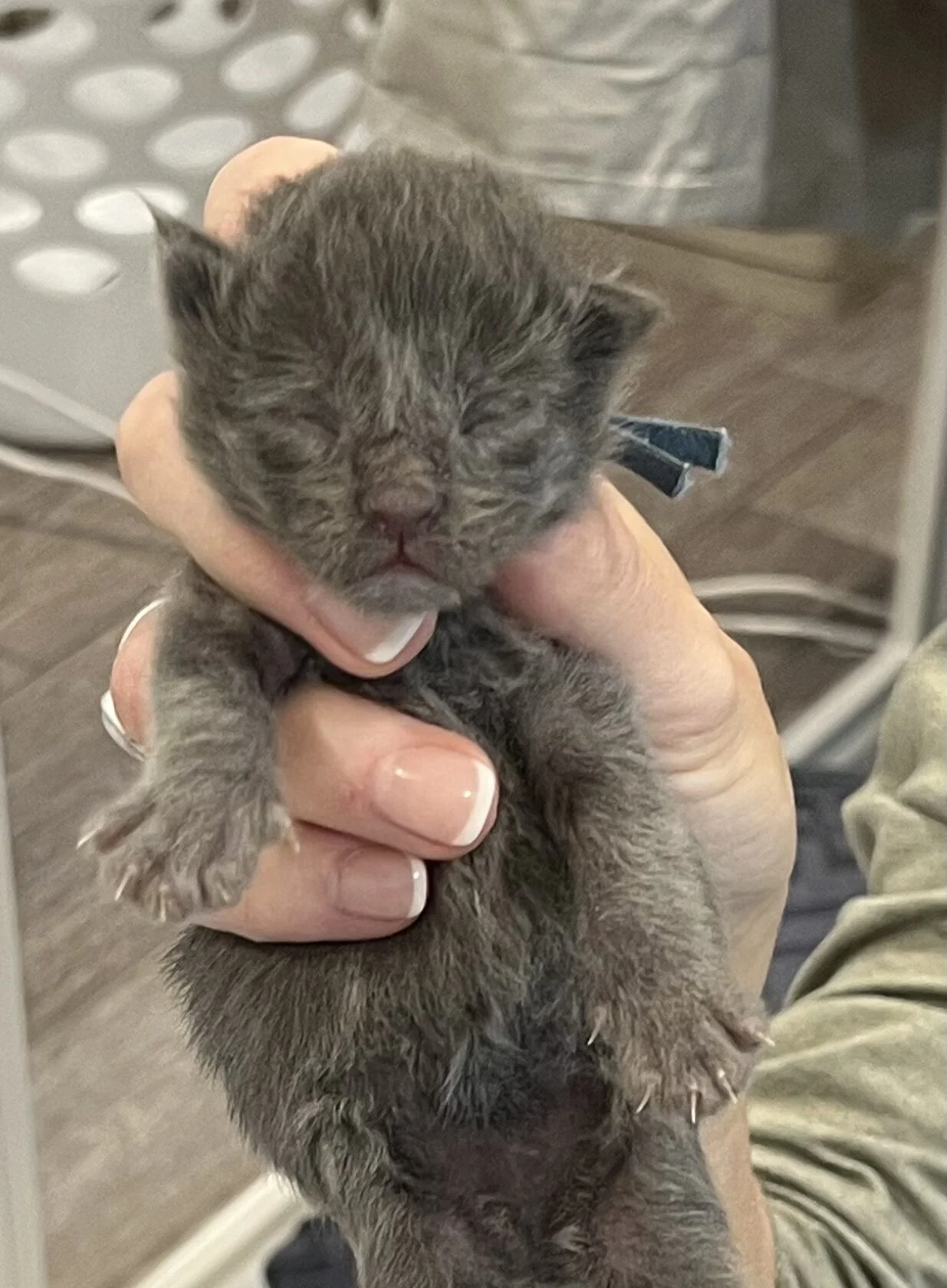 Daphne | Katie's Maine Coon Cattery