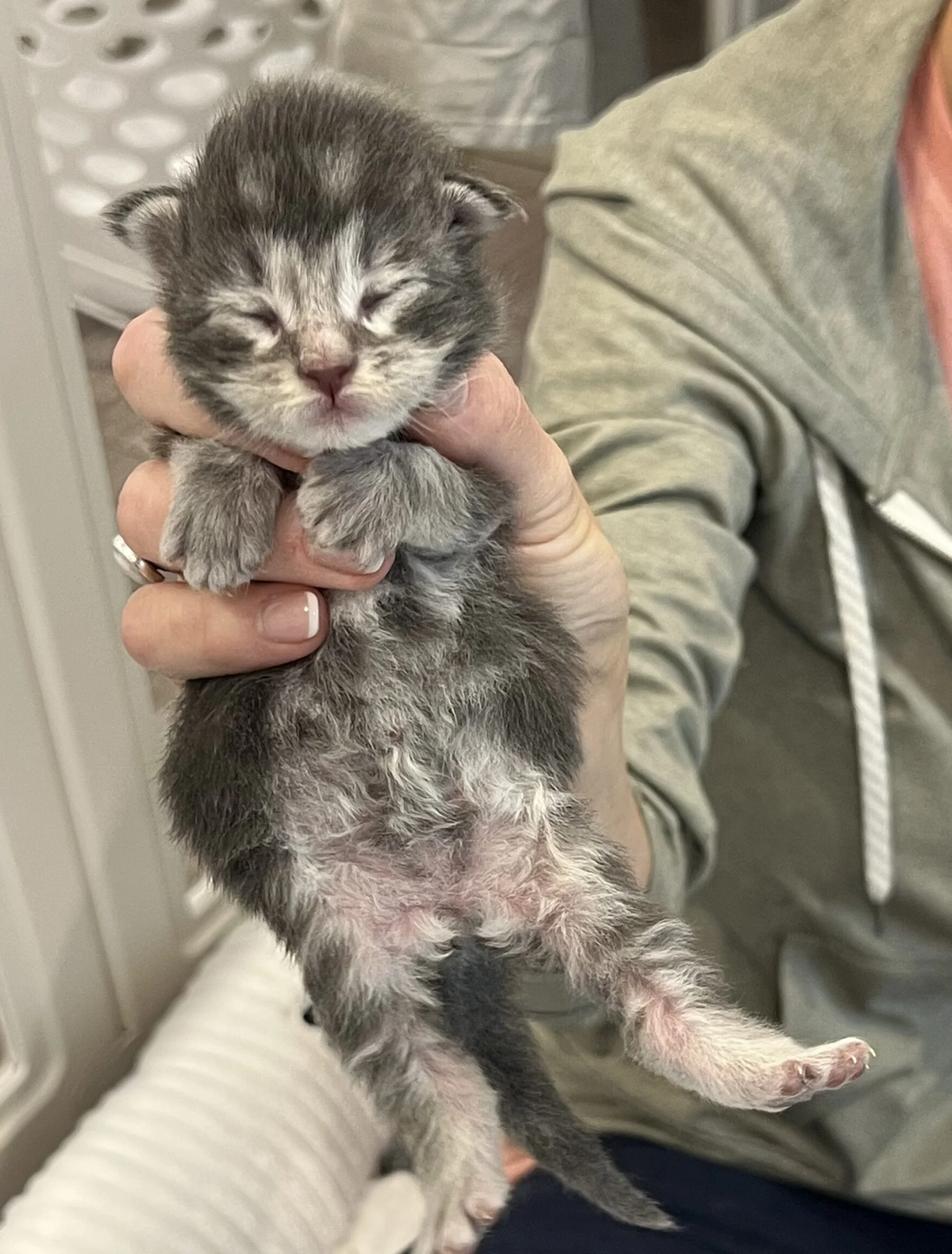 Eddie 2.0 | Katie's Maine Coon Cattery