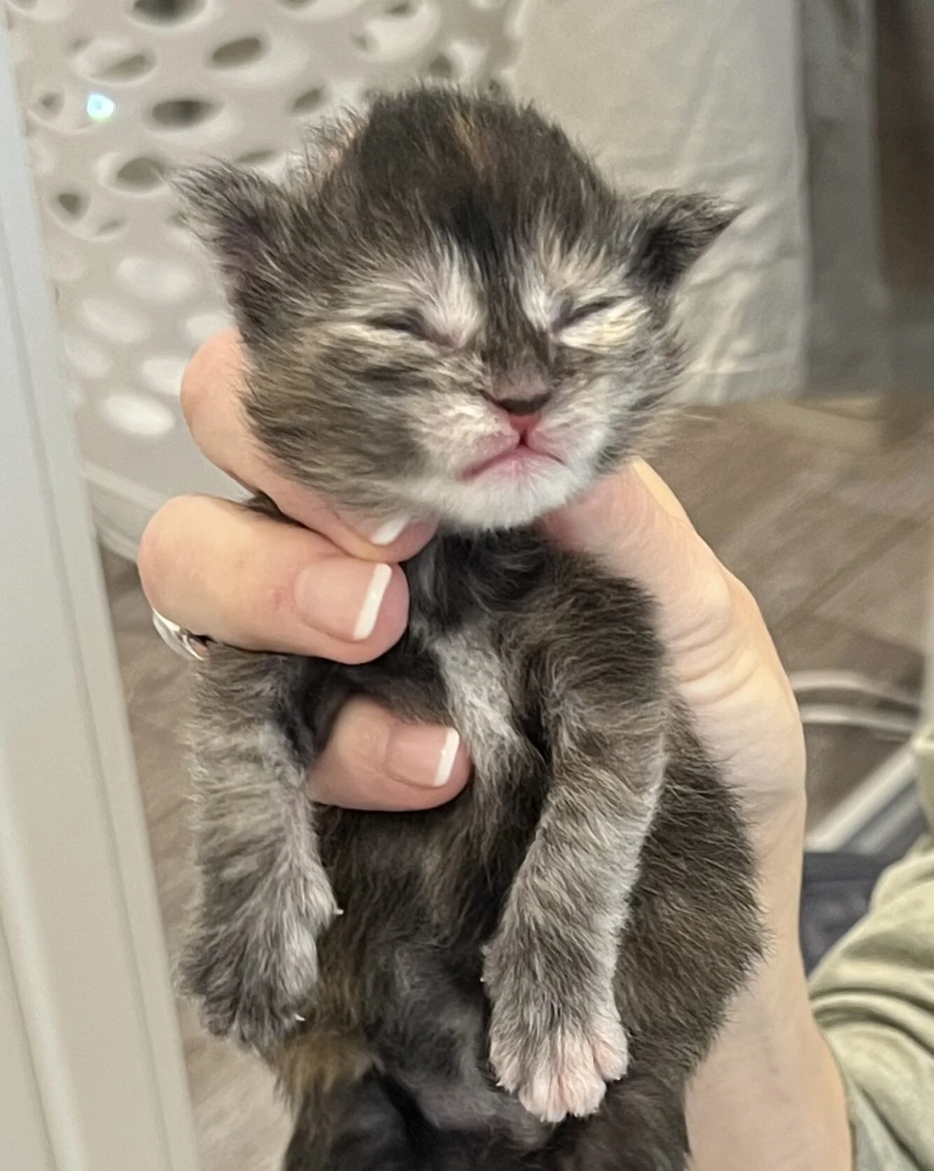 IMG_6065 | Katie's Maine Coon Cattery