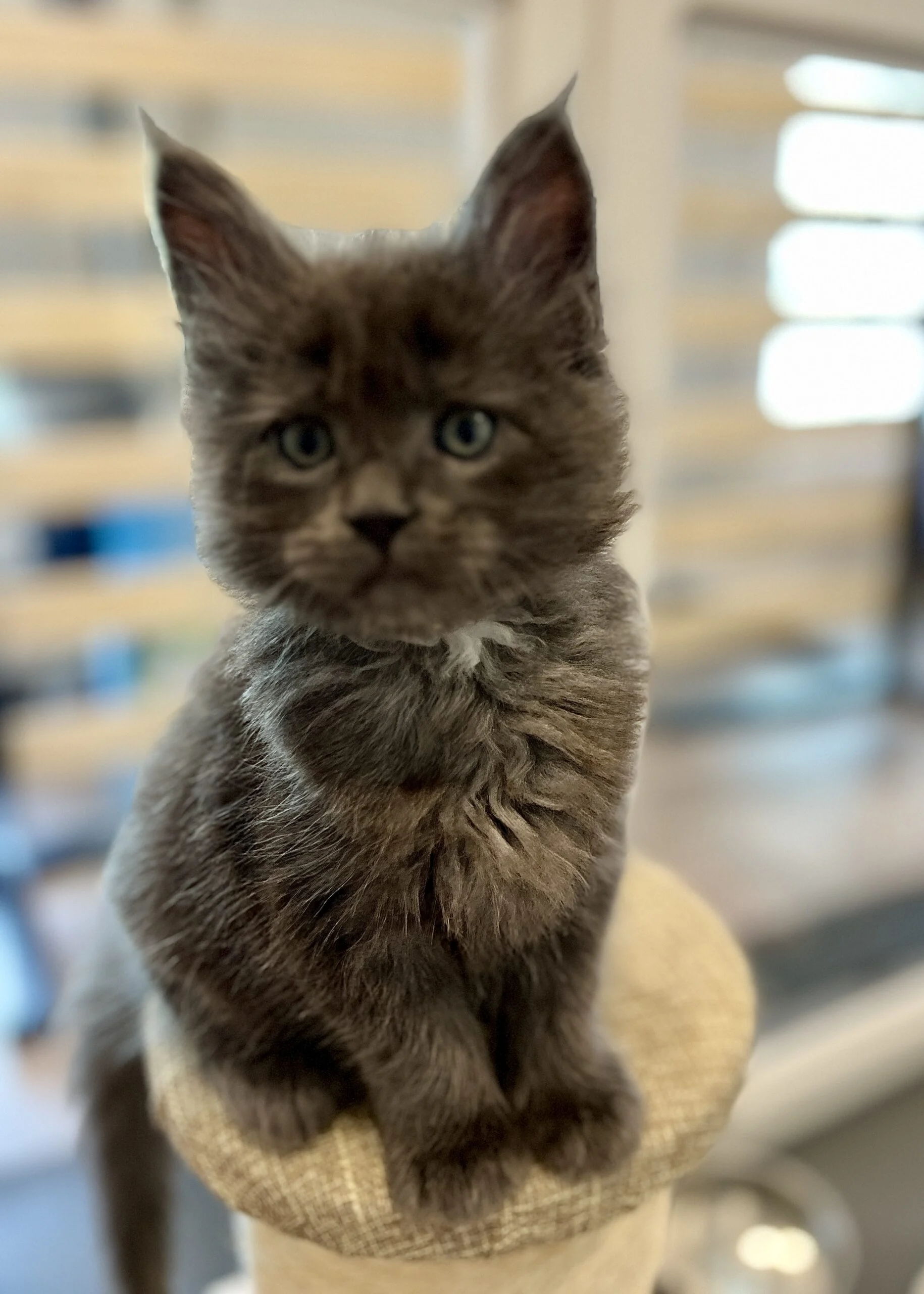 IMG_6581 | Katie's Maine Coon Cattery