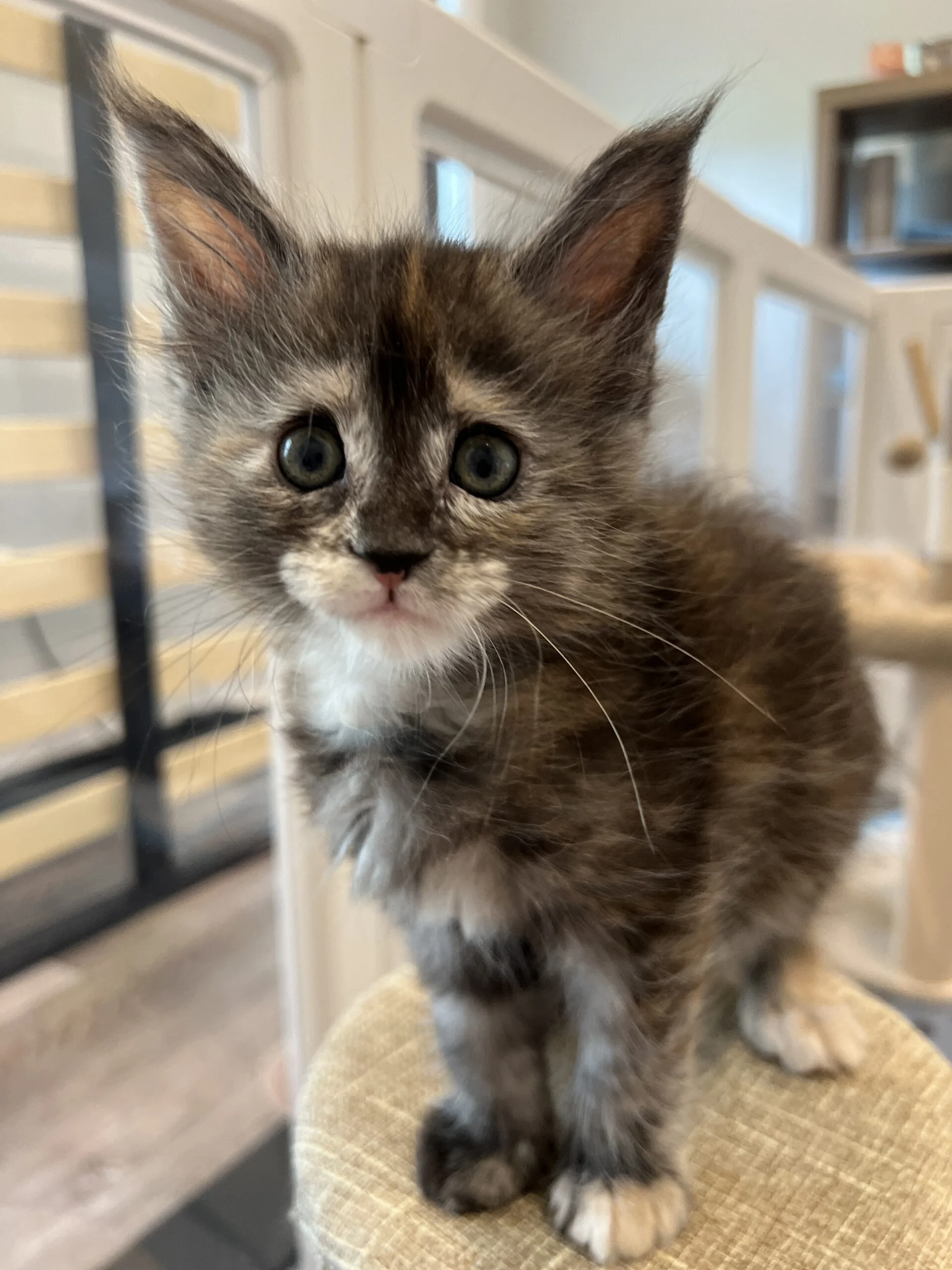 IMG_6583 | Katie's Maine Coon Cattery