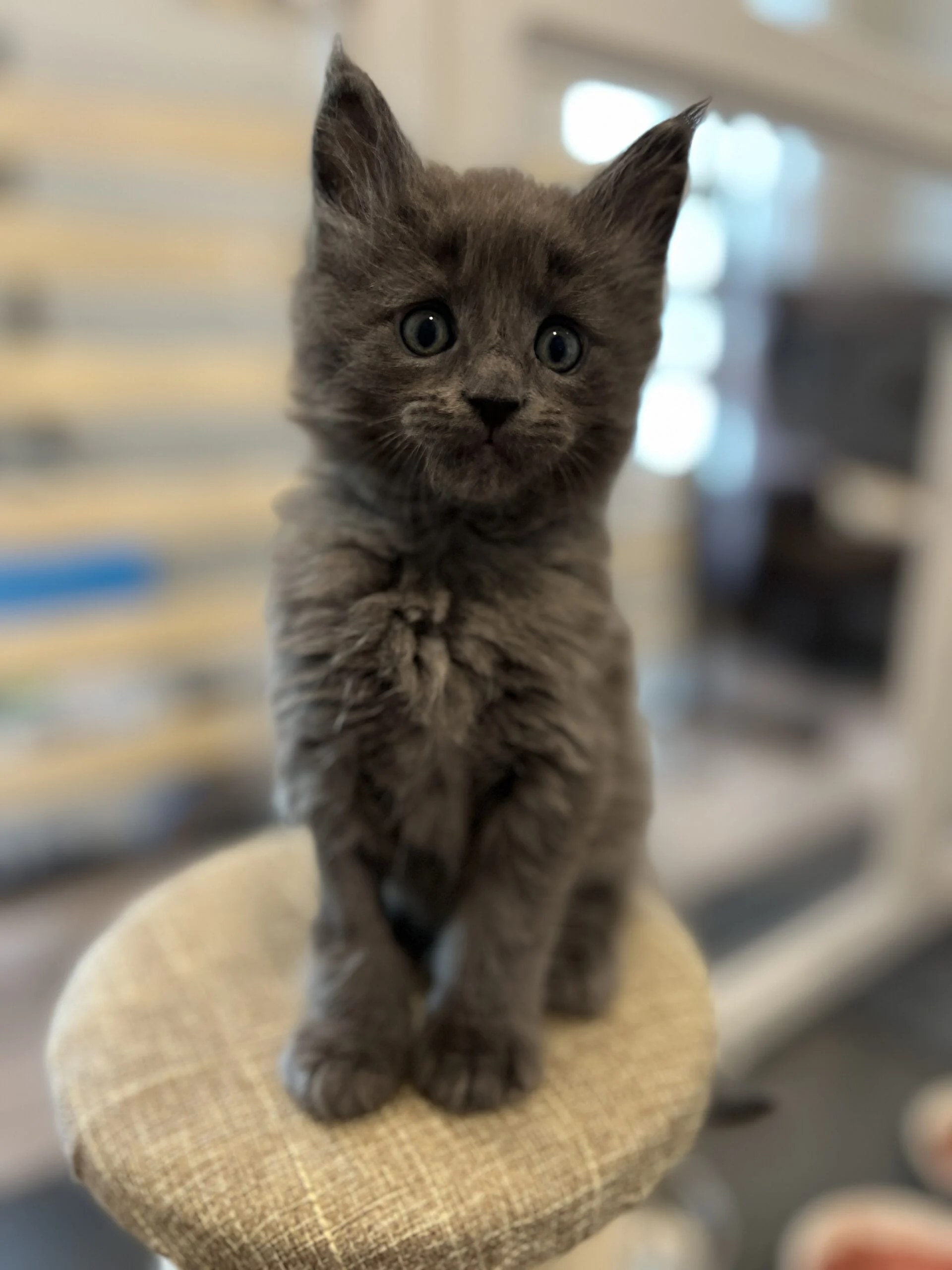 IMG_6586 | Katie's Maine Coon Cattery