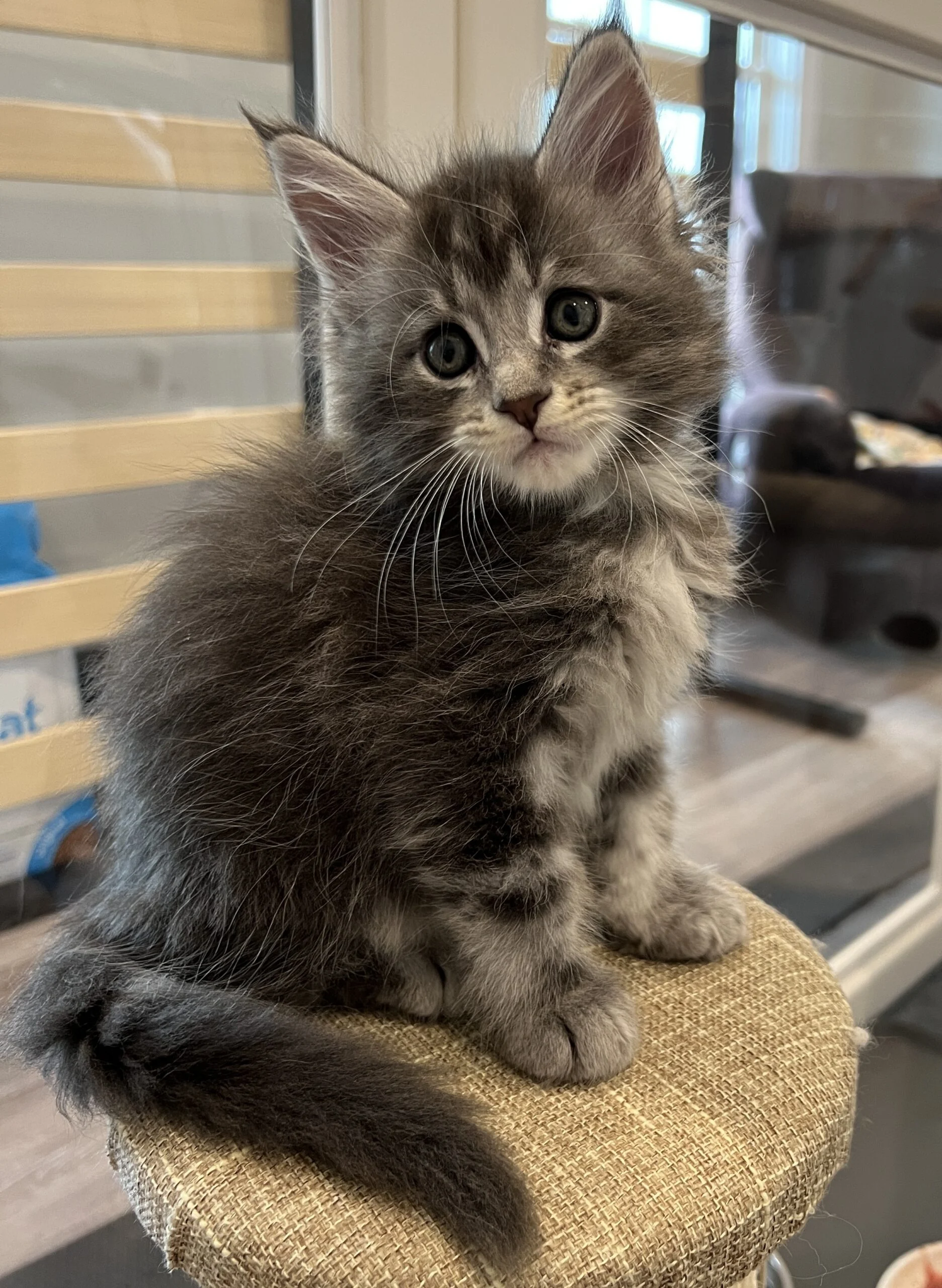 IMG_6593 | Katie's Maine Coon Cattery
