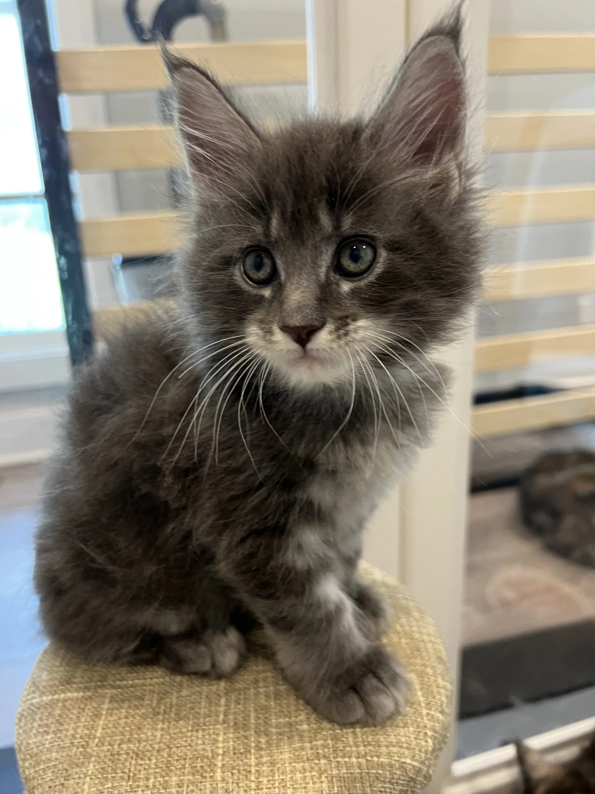 IMG_6619 | Katie's Maine Coon Cattery