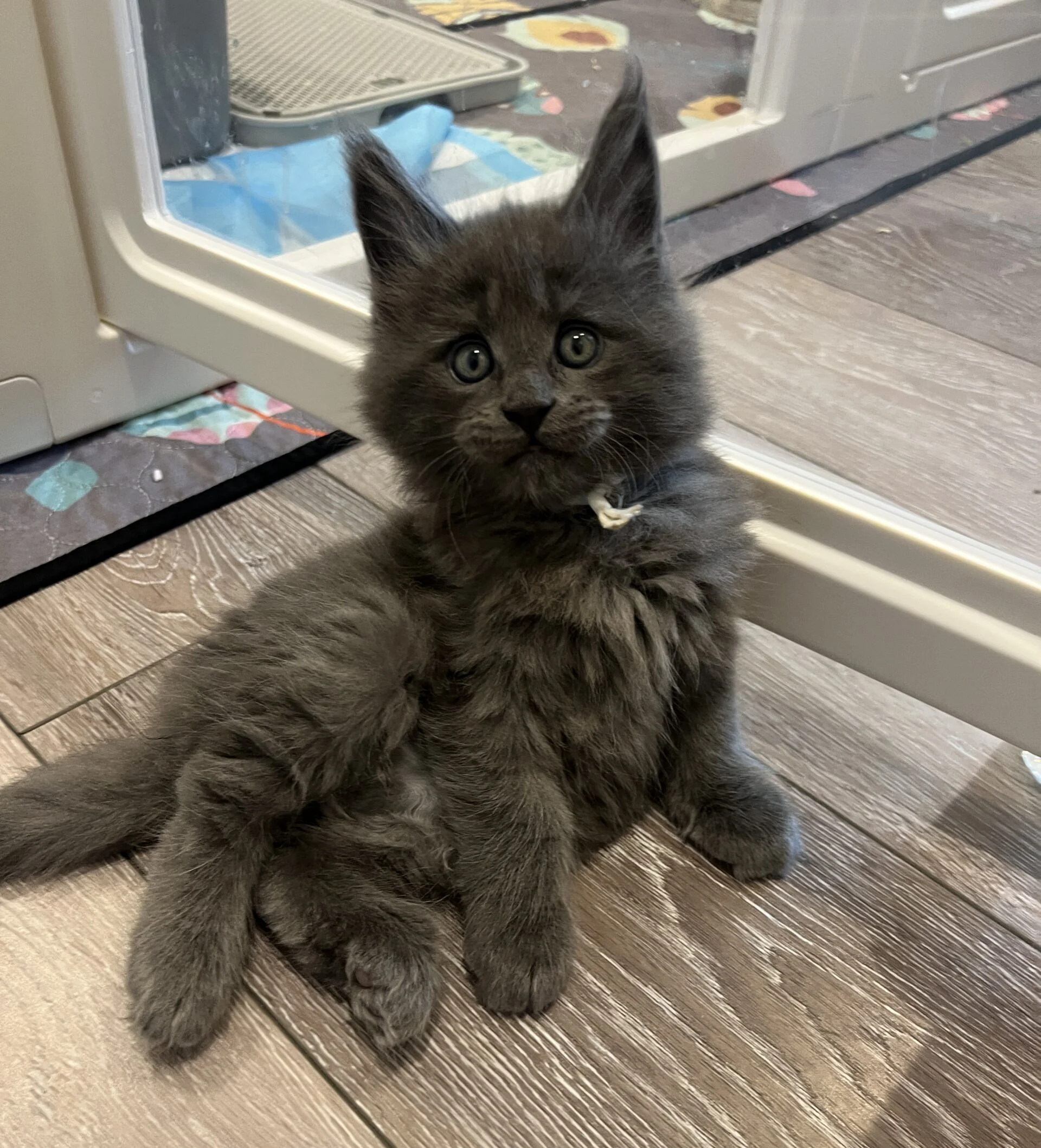 IMG_6654 | Katie's Maine Coon Cattery