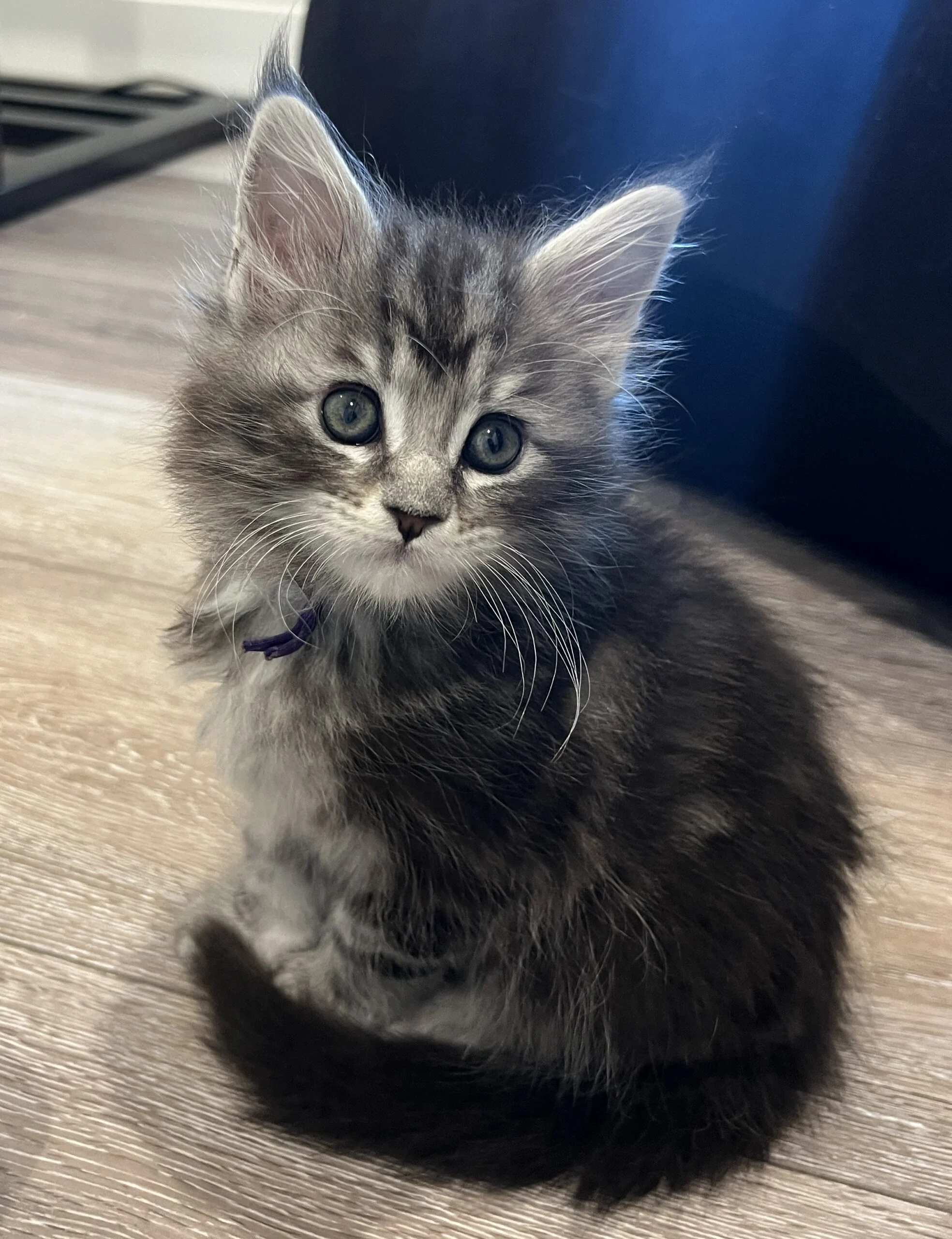 IMG_6655 | Katie's Maine Coon Cattery