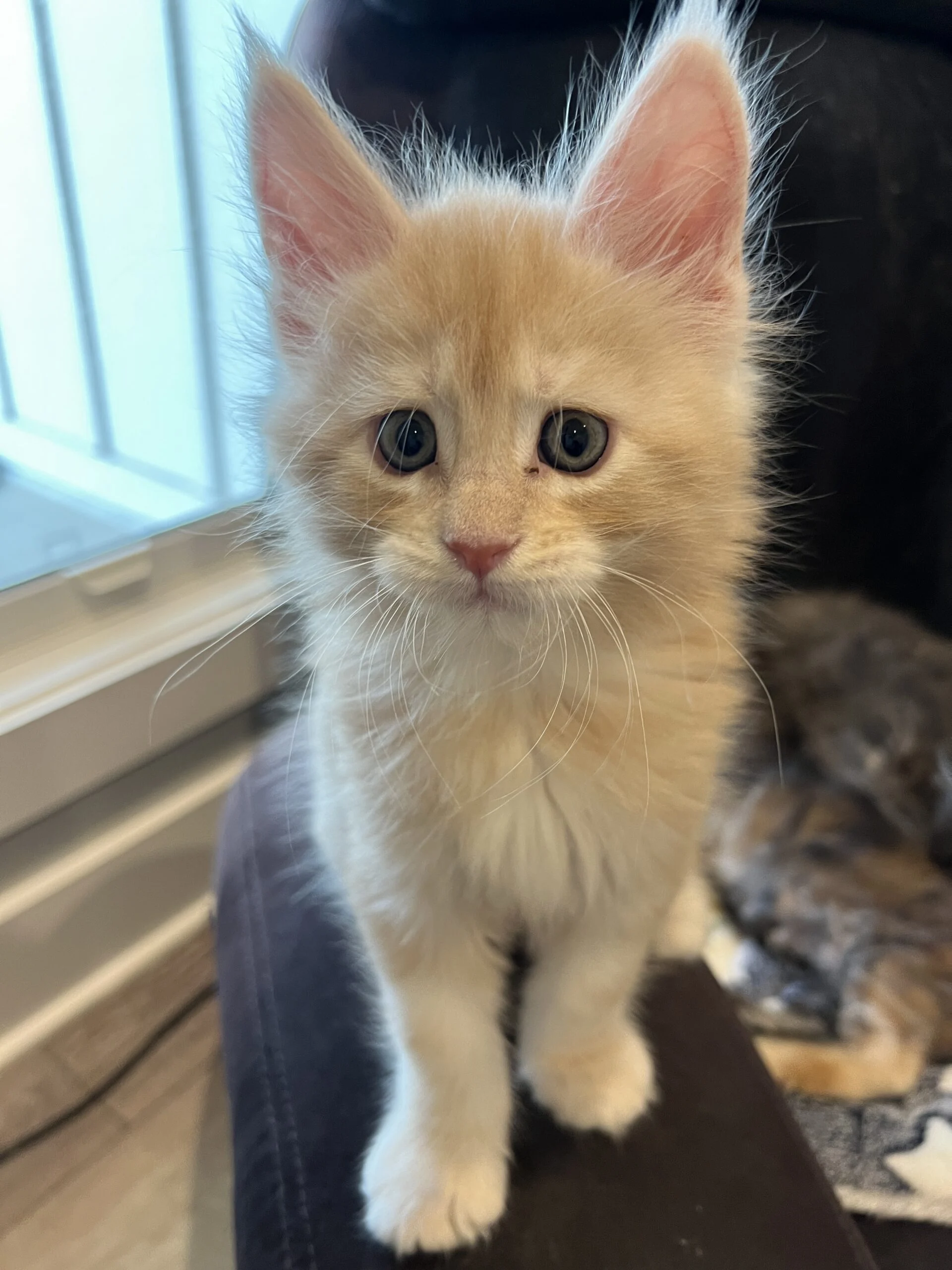 IMG_6657 | Katie's Maine Coon Cattery