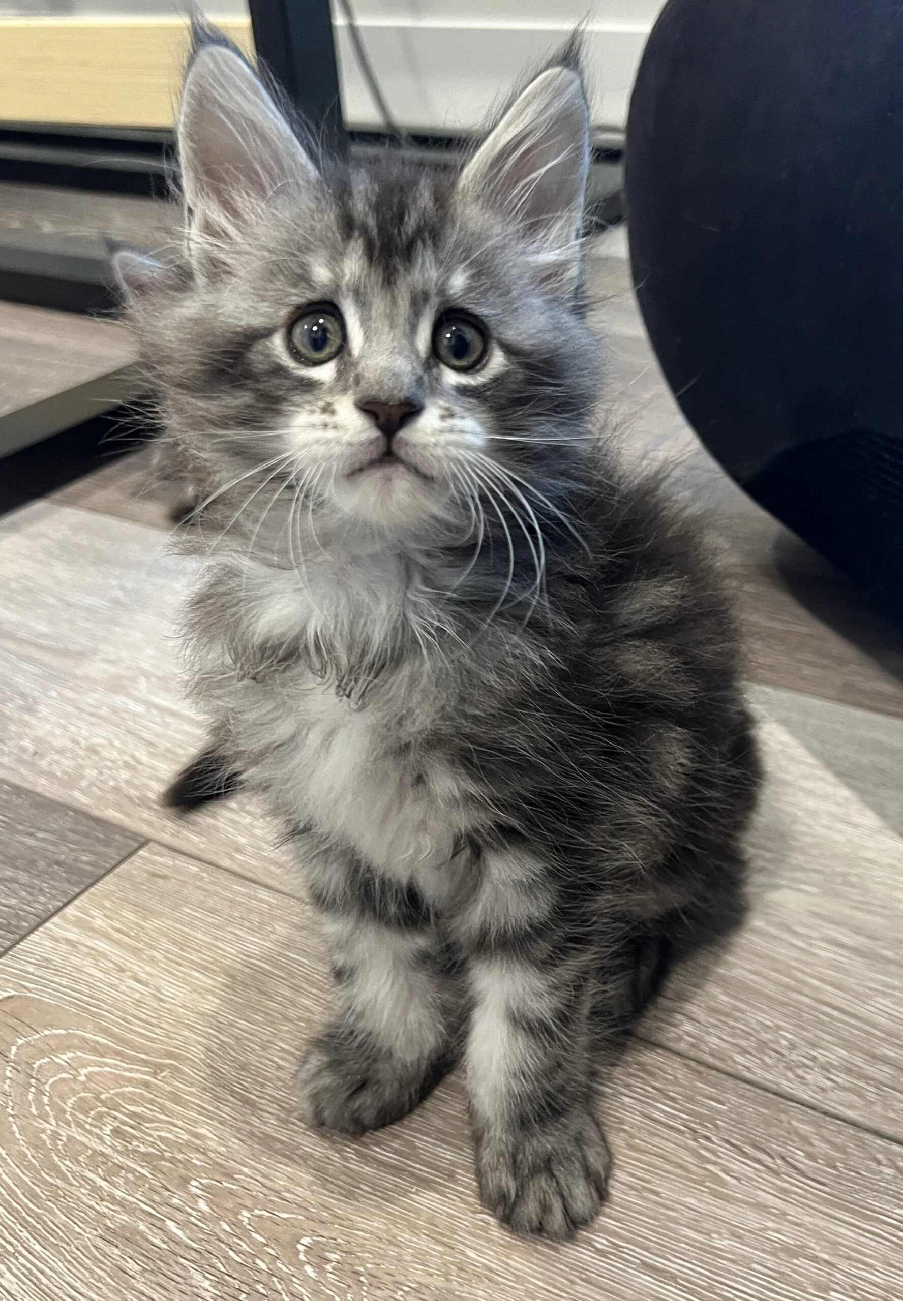 IMG_6660 | Katie's Maine Coon Cattery