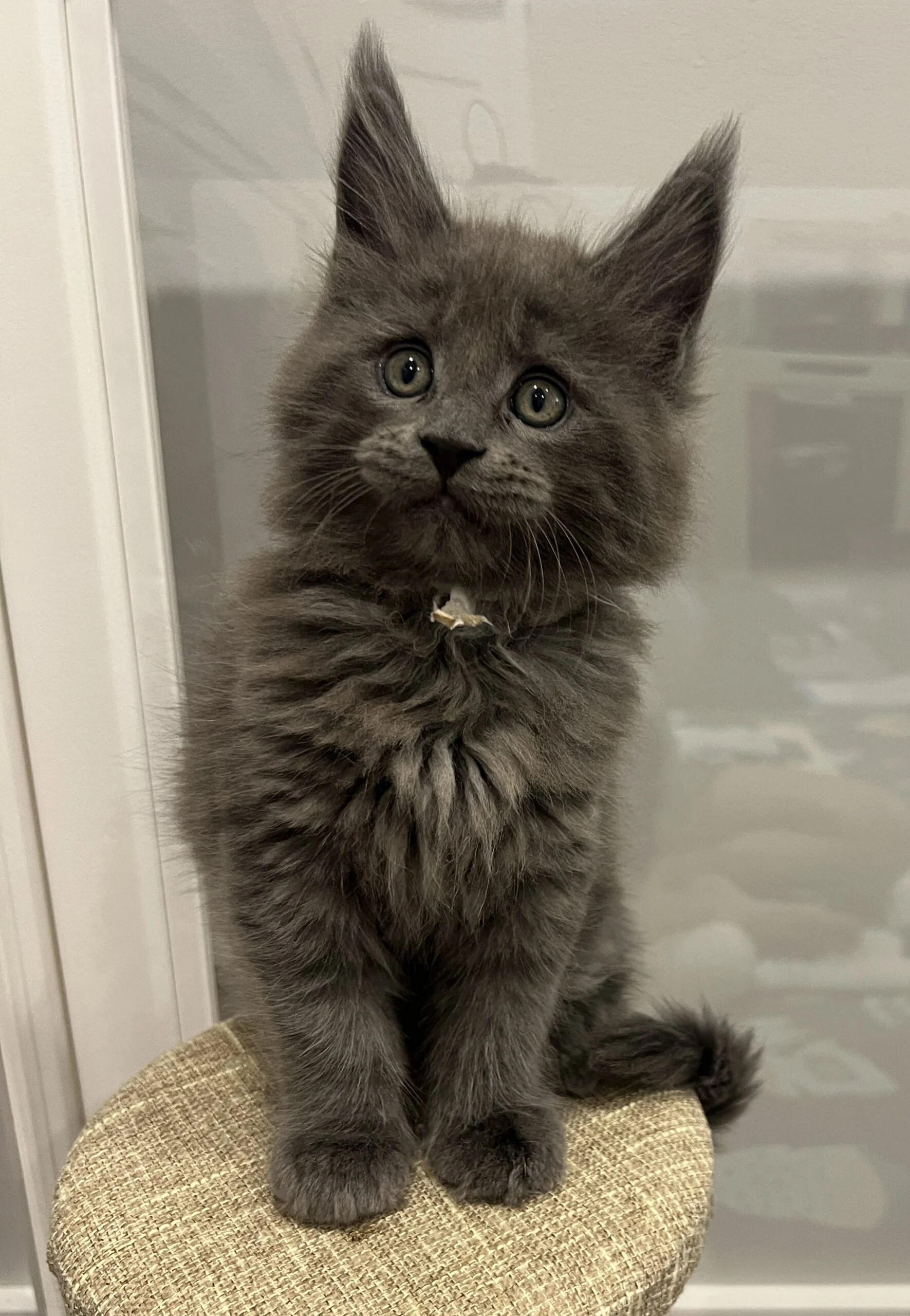IMG_6729 | Katie's Maine Coon Cattery