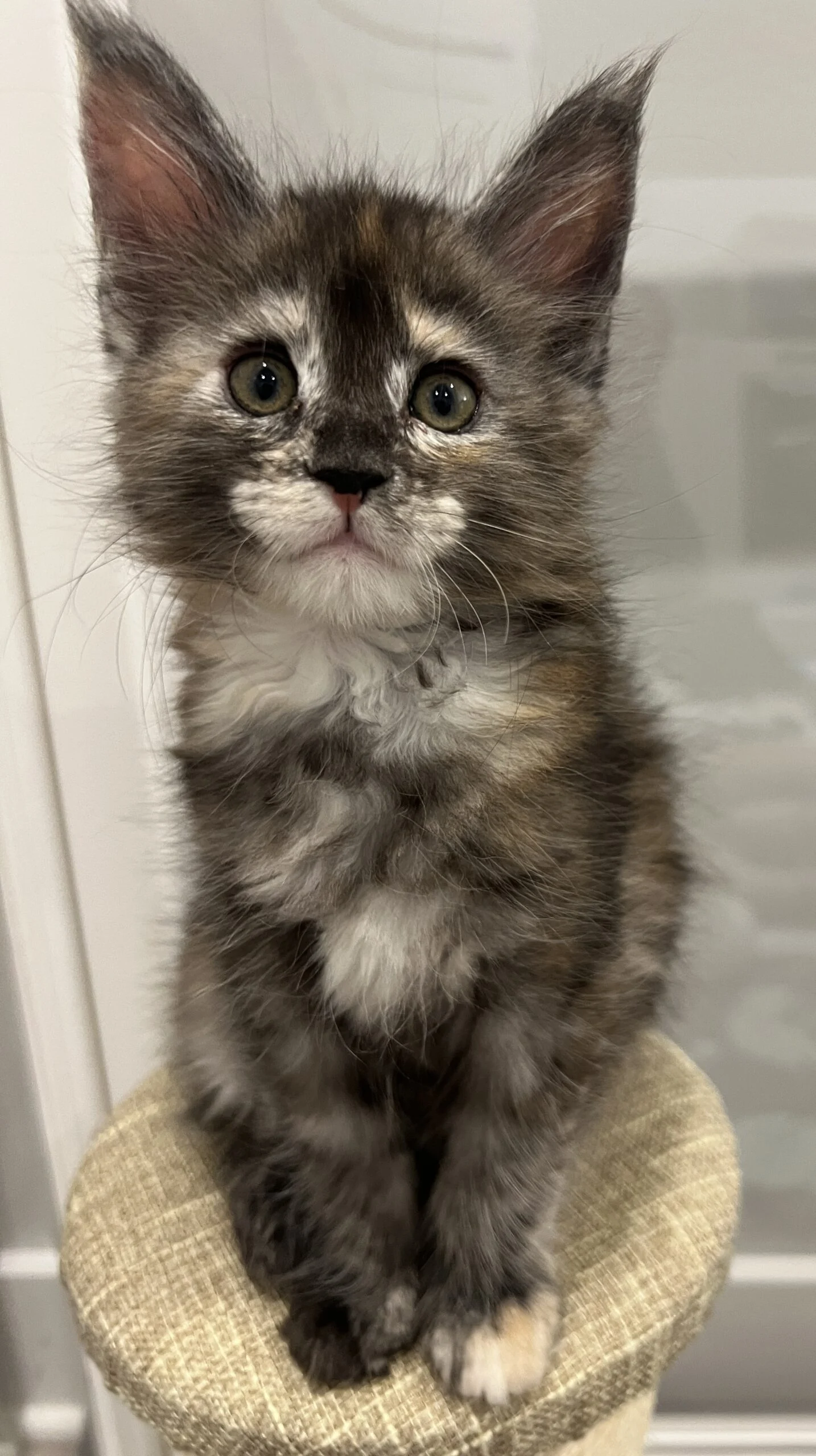 IMG_6734 | Katie's Maine Coon Cattery