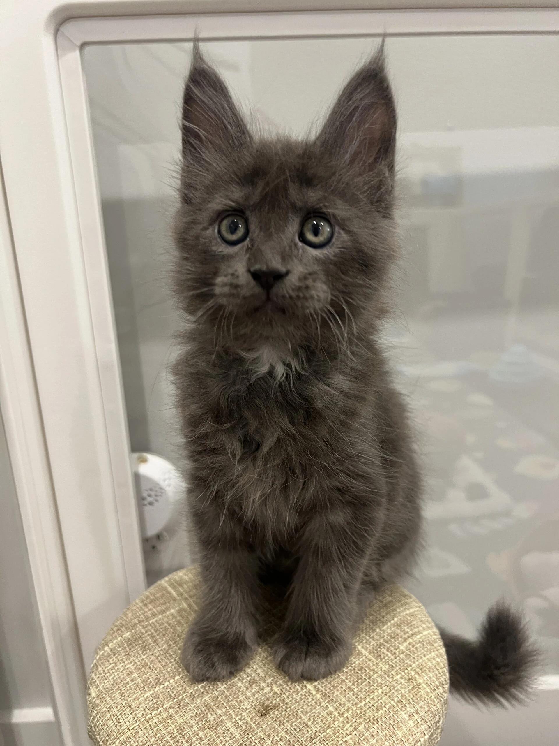 IMG_6736 | Katie's Maine Coon Cattery