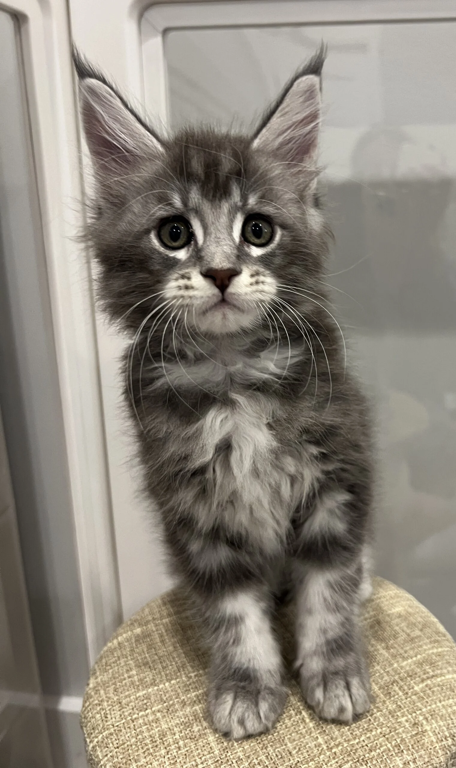 IMG_6737 | Katie's Maine Coon Cattery