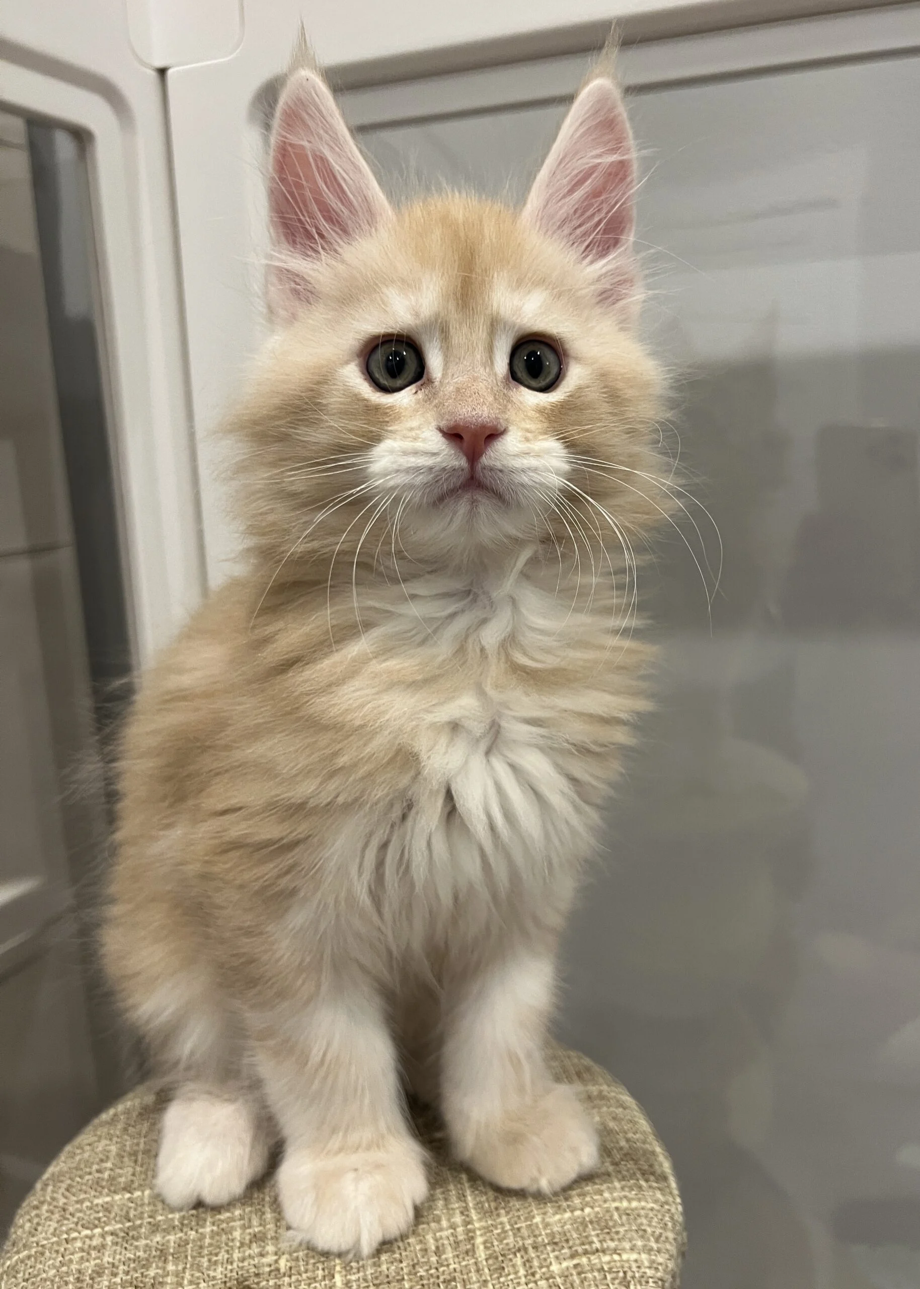 IMG_6739 | Katie's Maine Coon Cattery