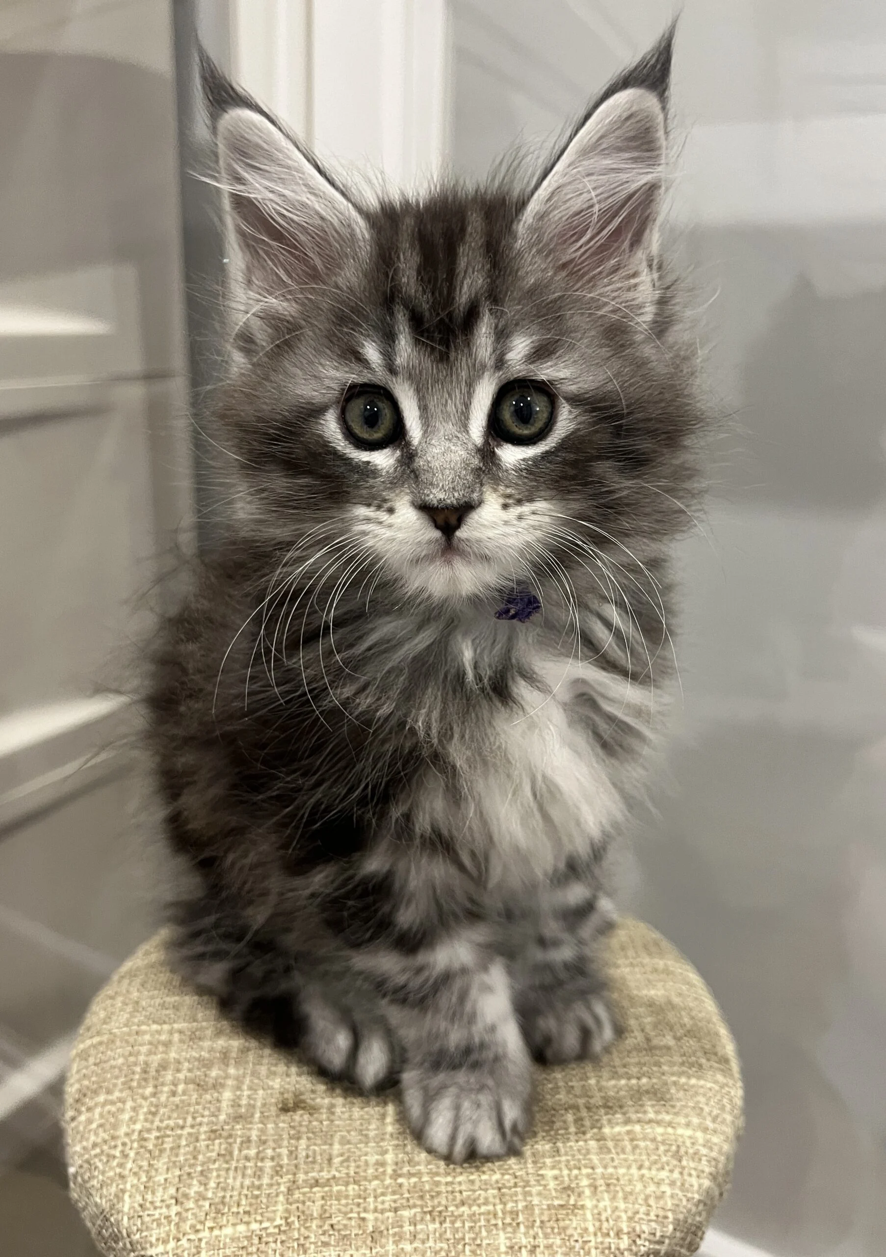 IMG_6748 | Katie's Maine Coon Cattery