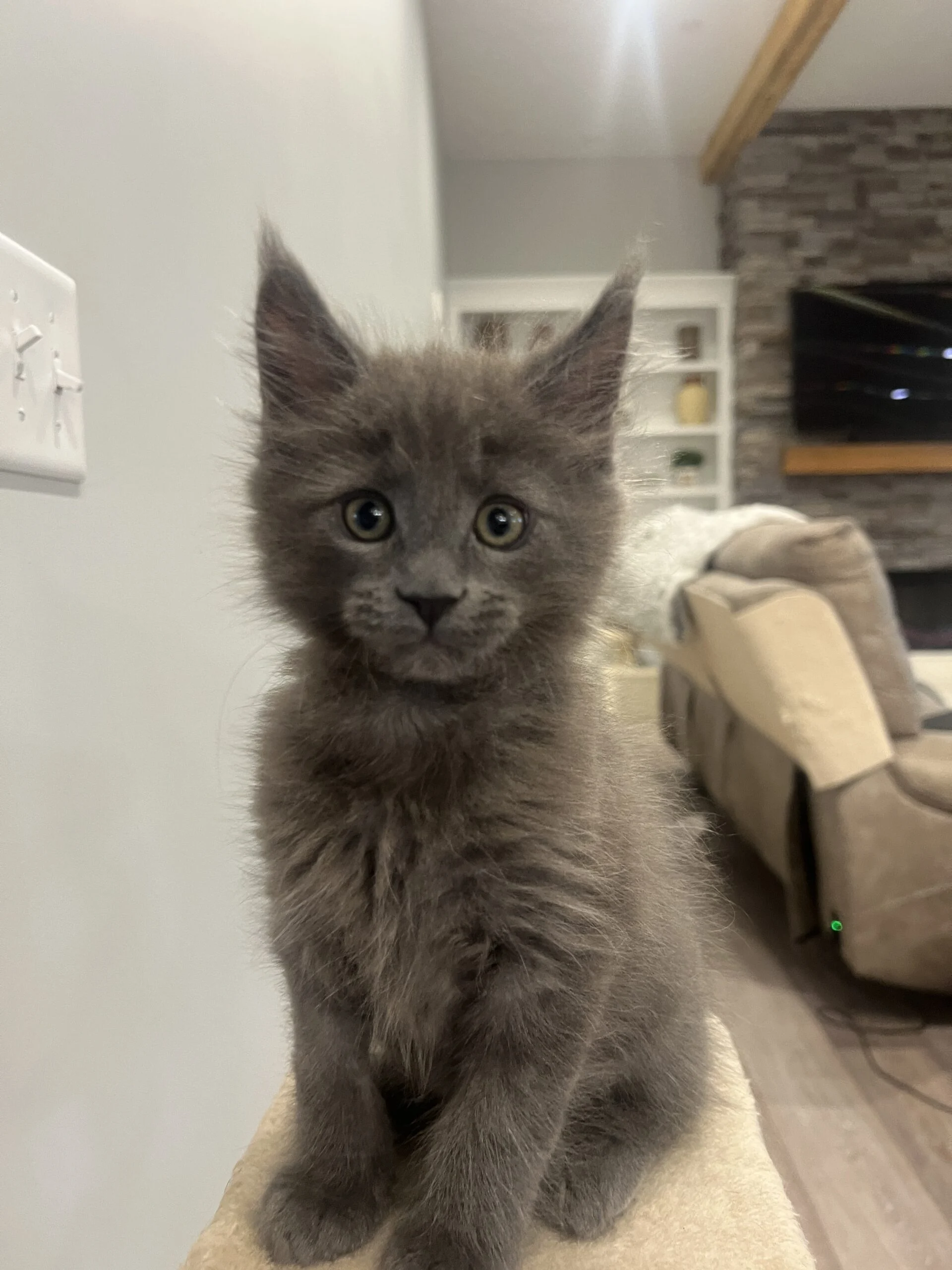 IMG_6845 | Katie's Maine Coon Cattery