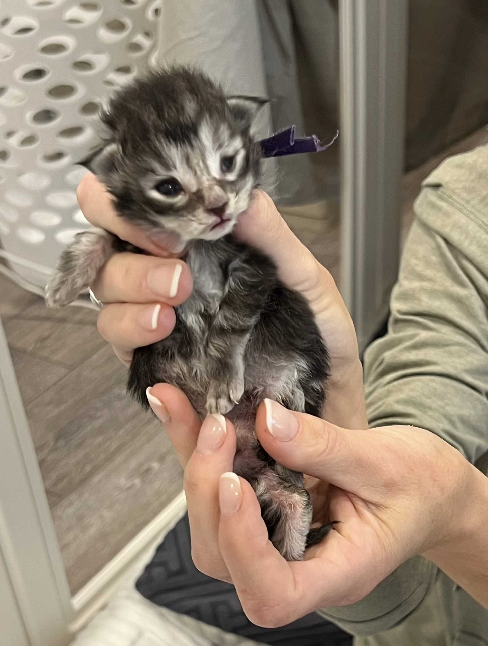 Roz | Katie's Maine Coon Cattery