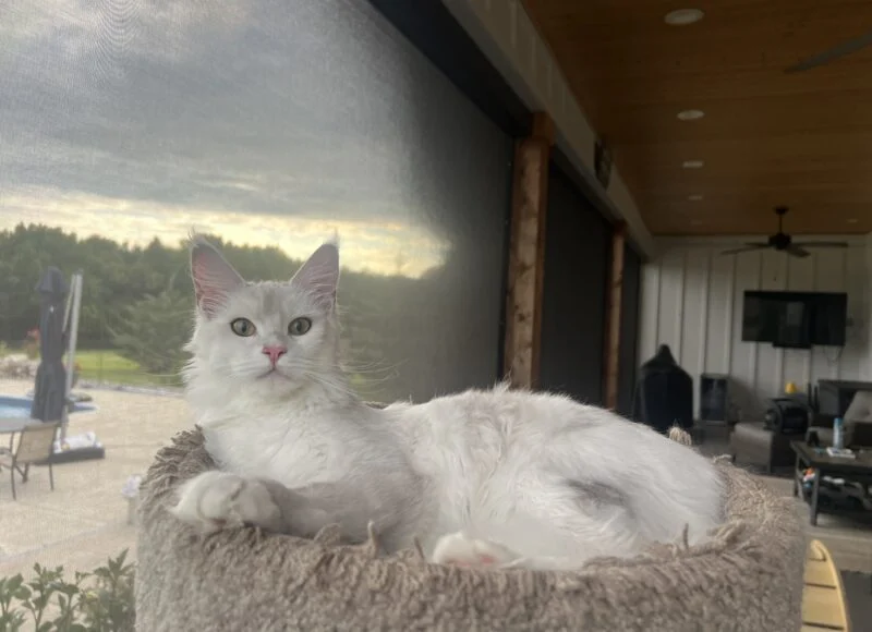 Sophia is due Sept 12-14th.  Hercules is beautiful Black/Brown Tabby Polydactyl