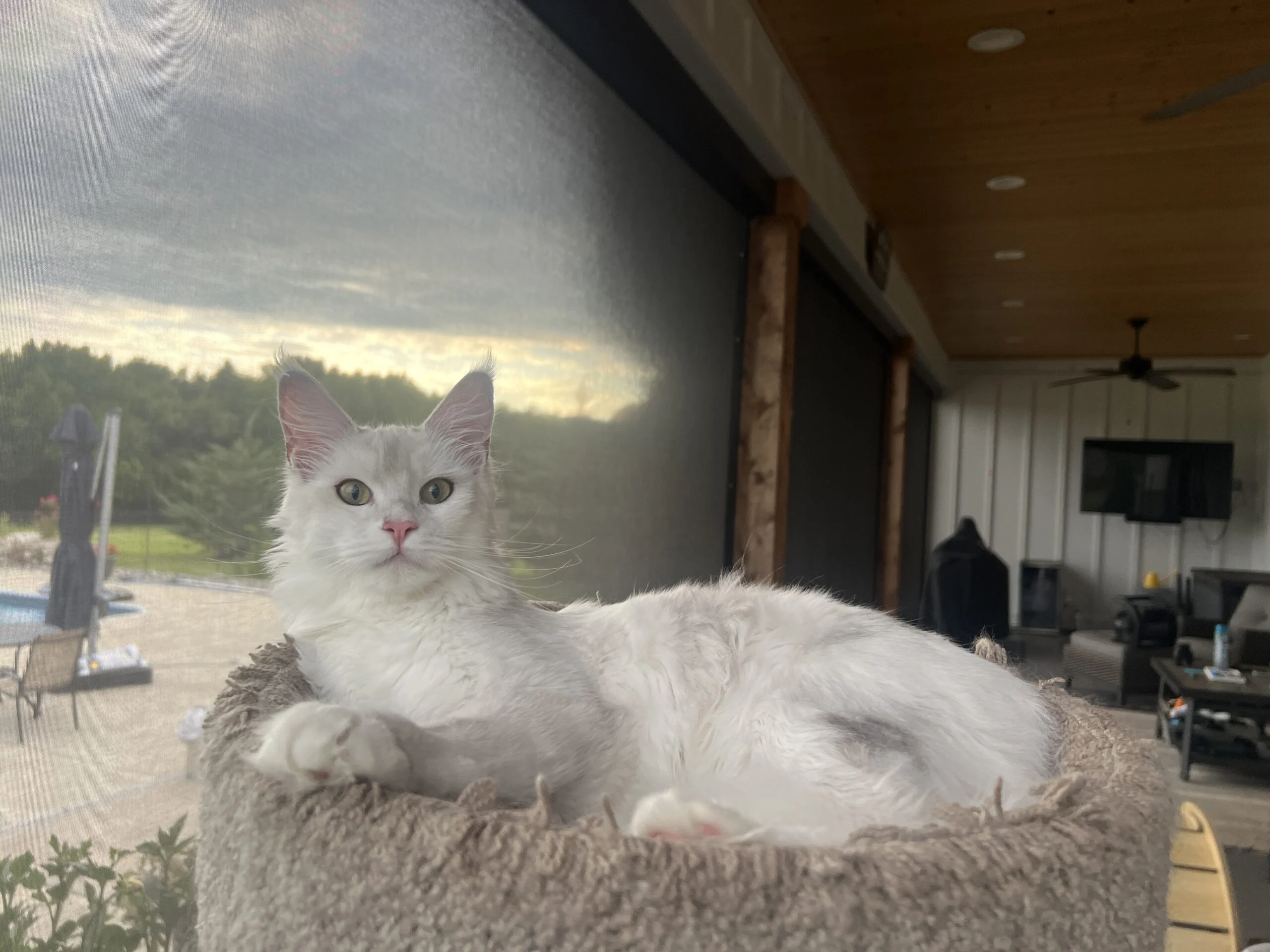 IMG_6950 | Katie's Maine Coon Cattery